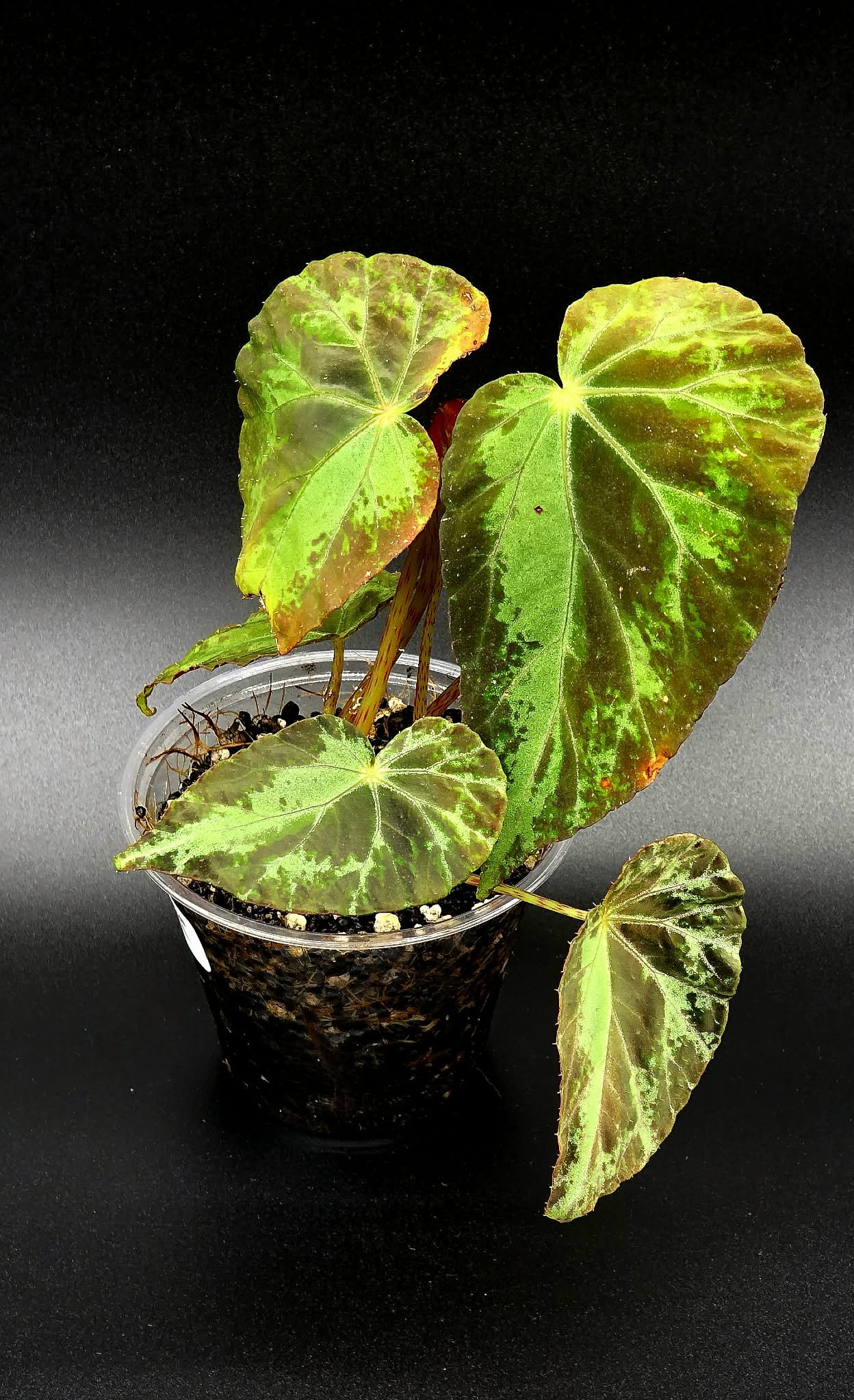 Begonia Burkillii Silver - A