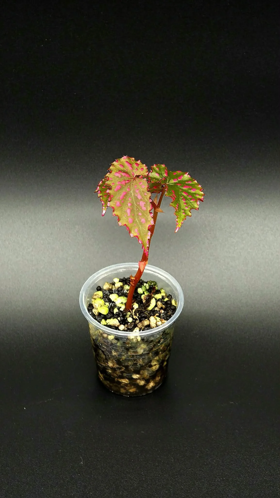 Begonia Negronensis C2.jpg