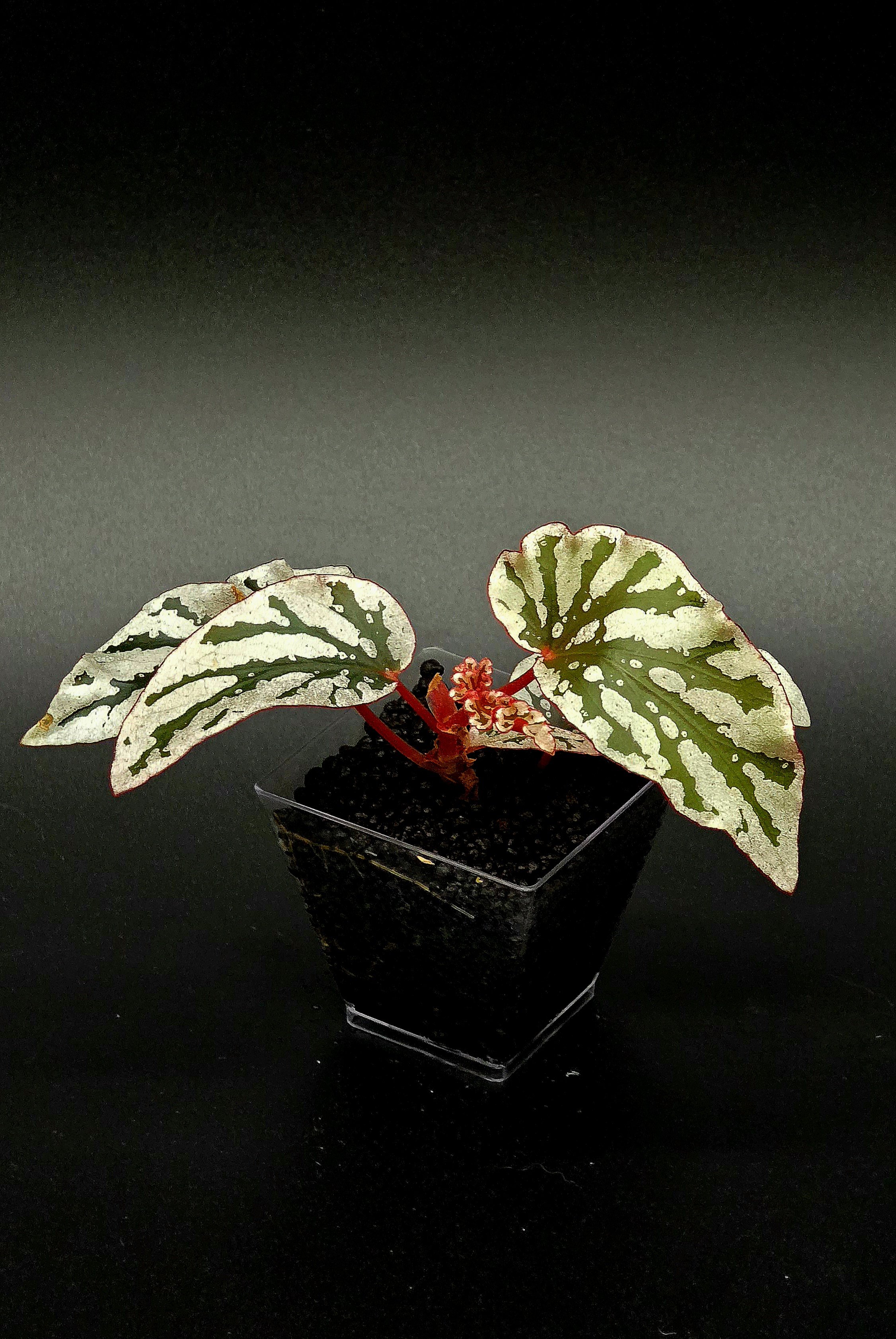 Begonia Spotlight Dark