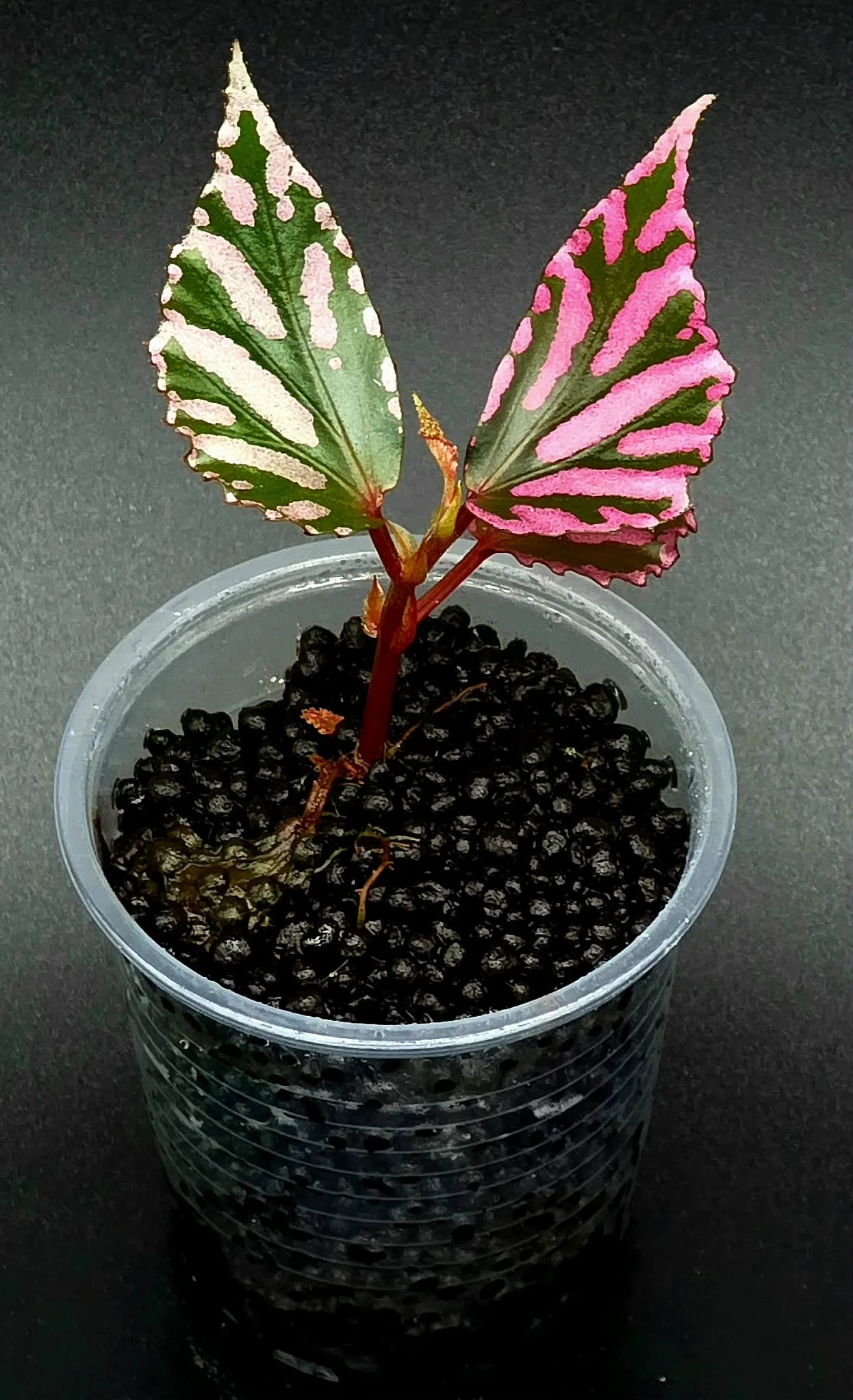 Begonia Julau