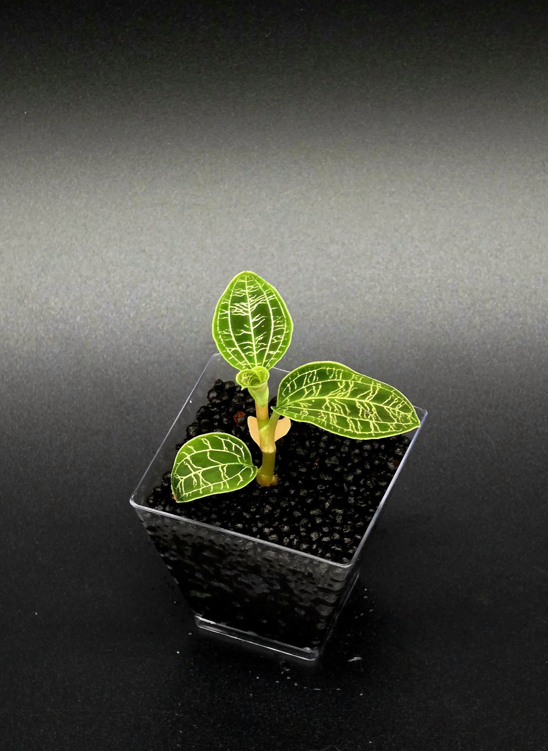 Macodes Petola (Jewel Orchid)