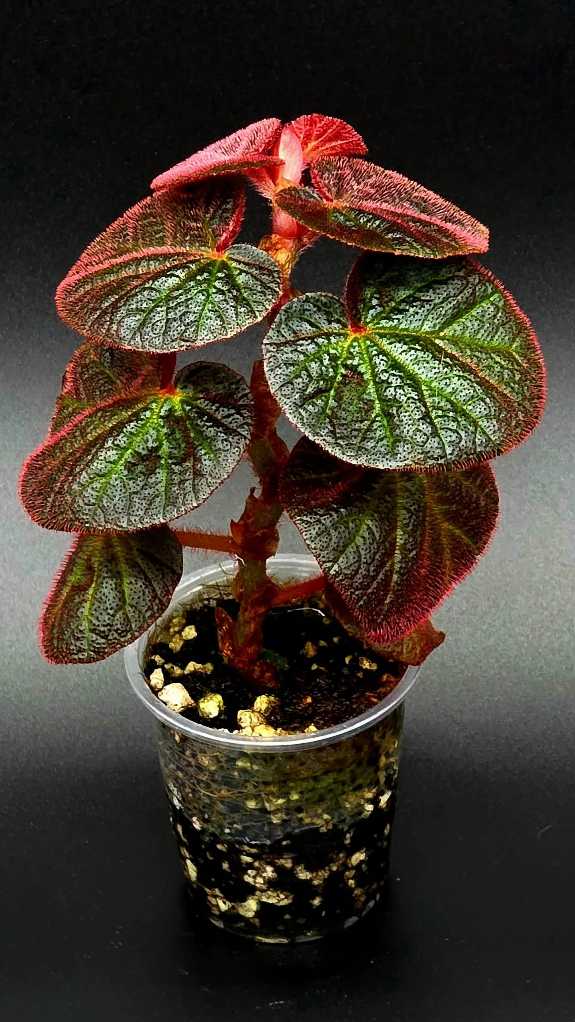 Begonia Manaus - B