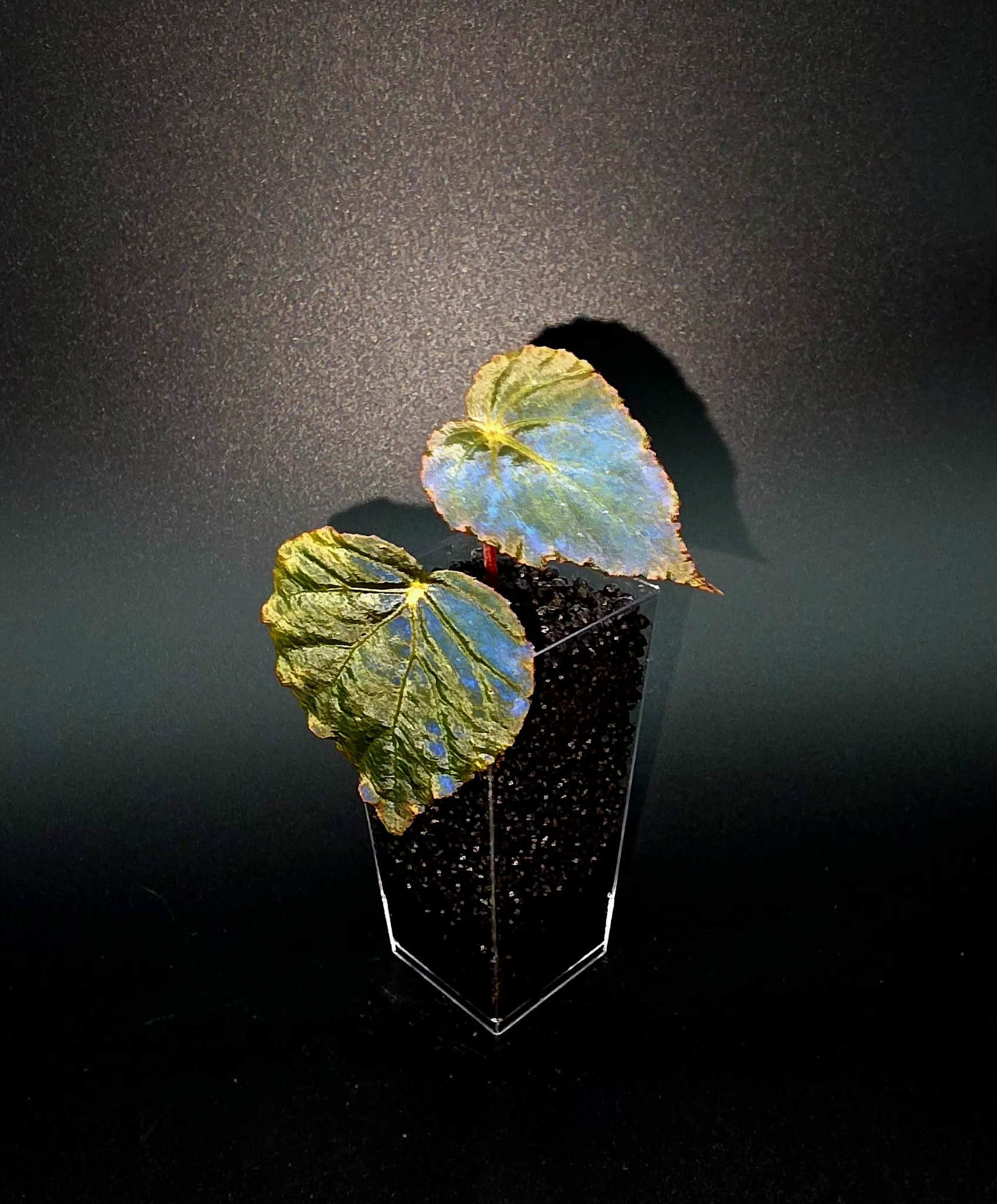 Begonia Pavonina A1.jpg
