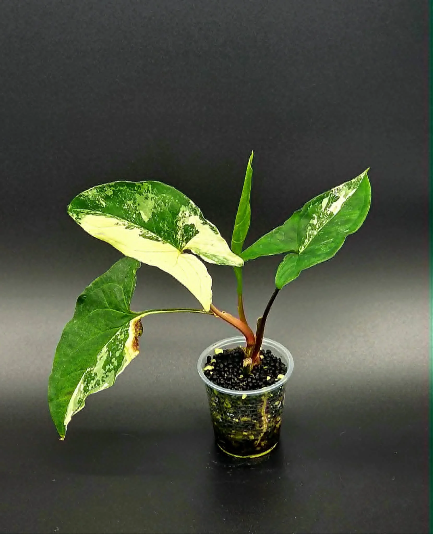 Syngonium Albo