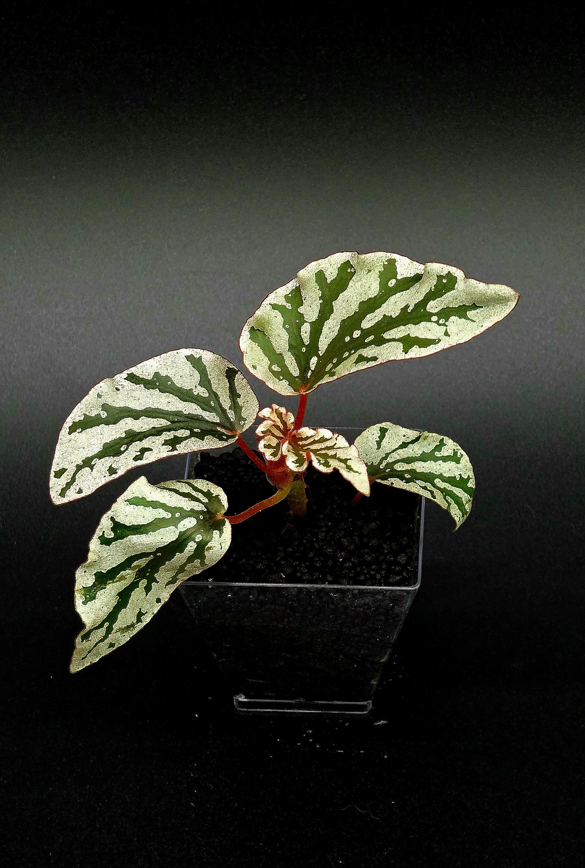 Begonia Spotlight Dark