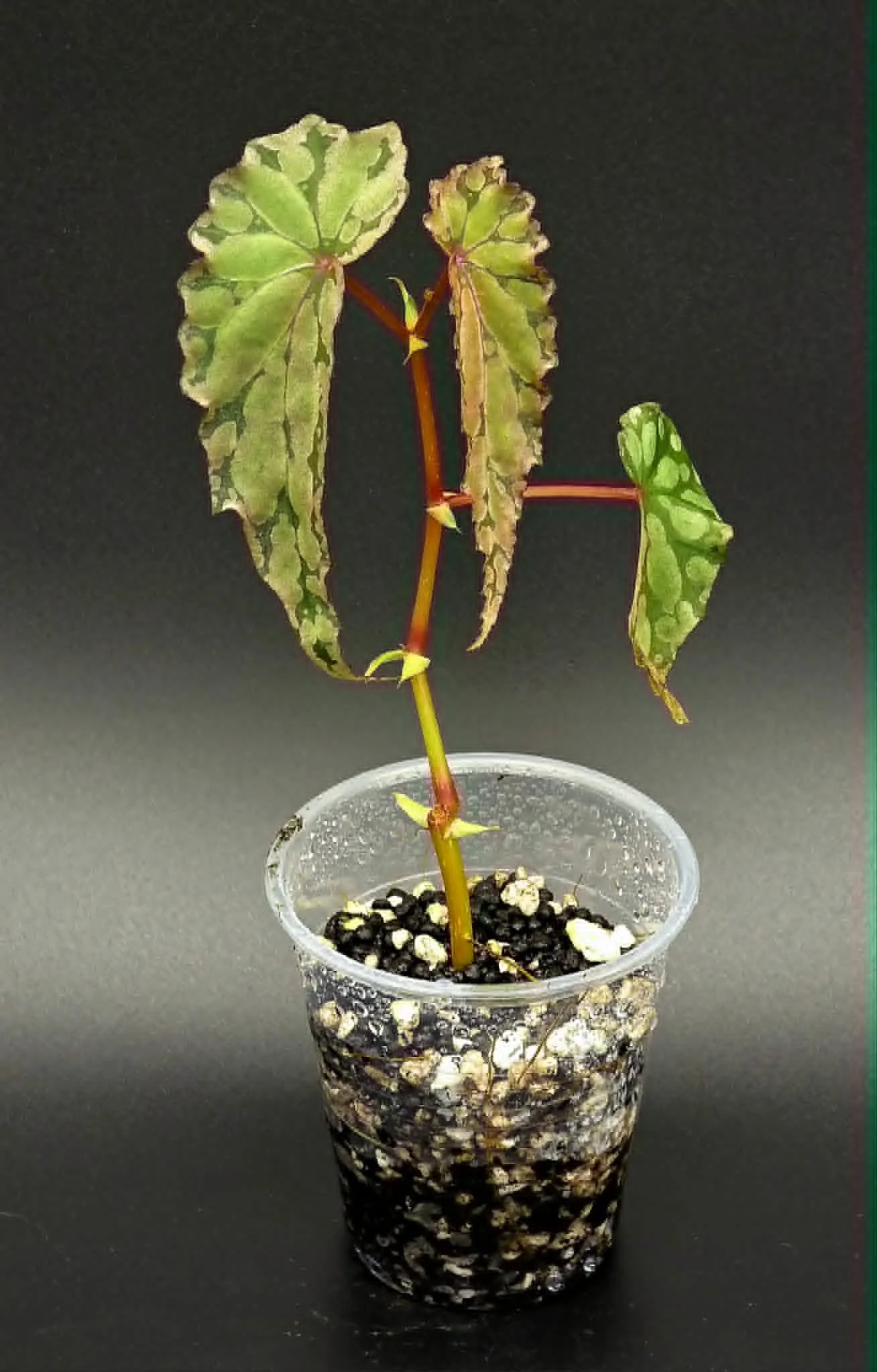 Begonia Amphioxous x Chloristica