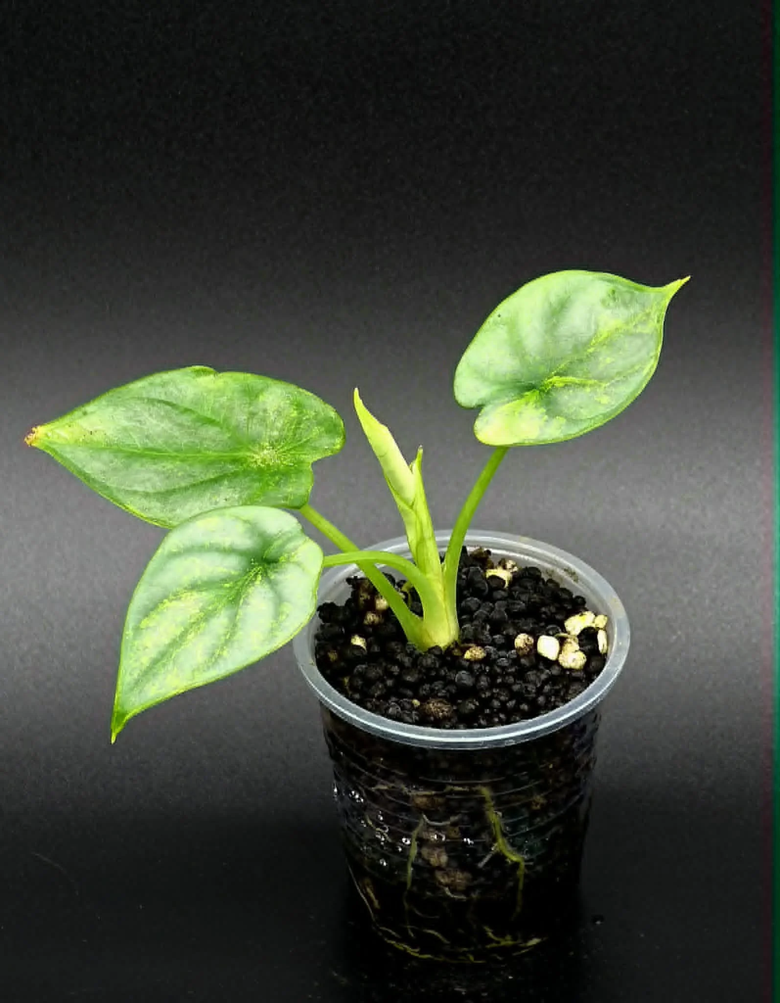 Alocasia Silver Dragon Variegated 2.jpg