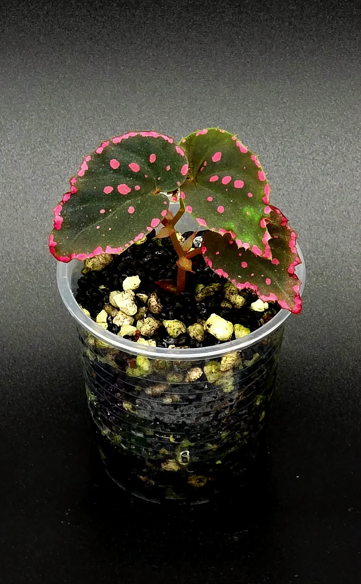 Begonia Darthvaderiana x Negronensis - D