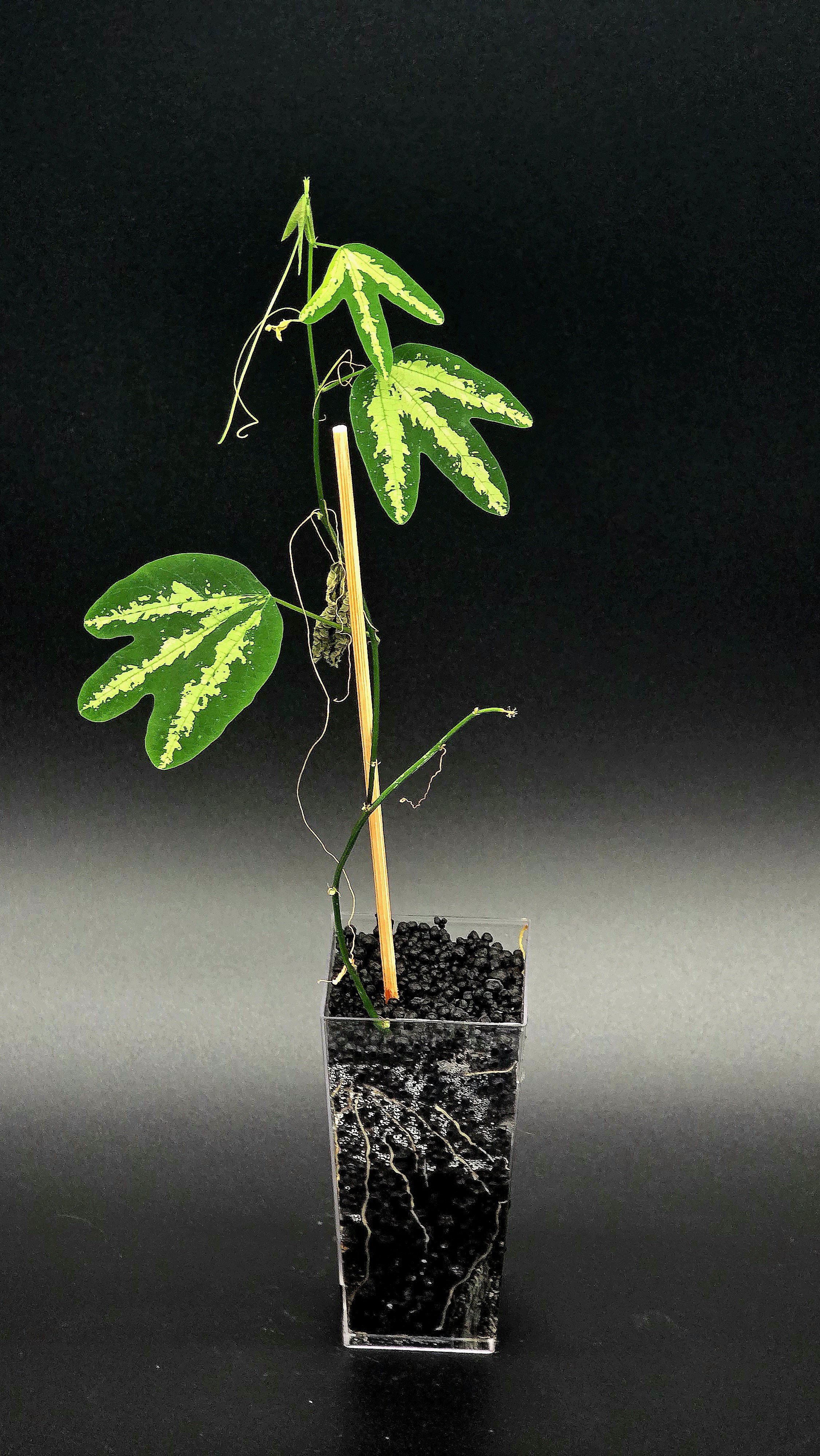 Passiflora Trifasciata