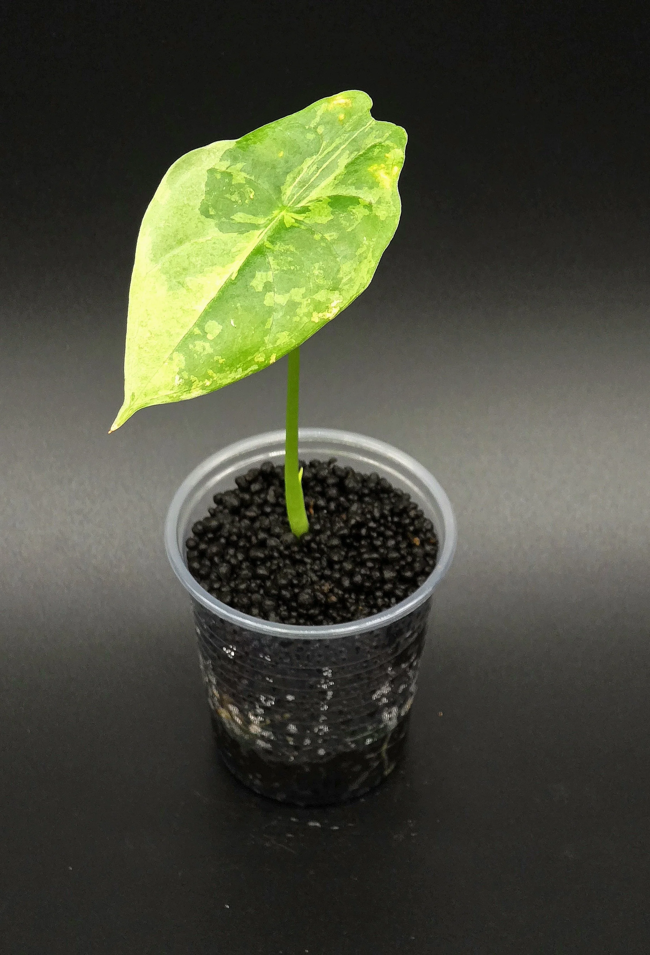 Alocasia Acuminata Albo