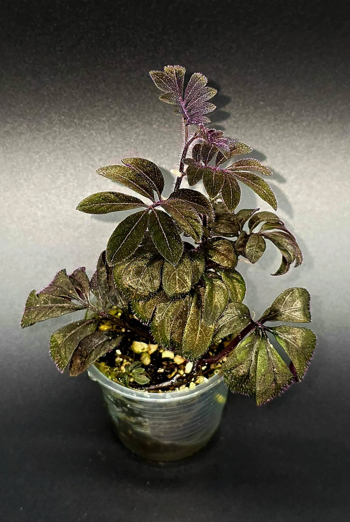 Solanum Uleanum - C2.jpg