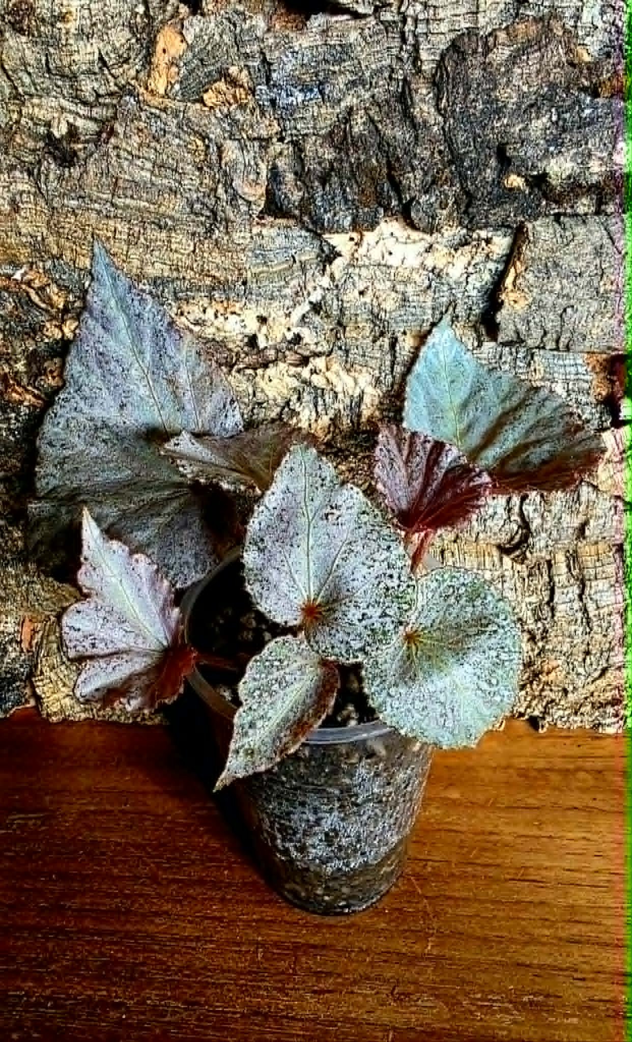 Begonia Blink2.jpg