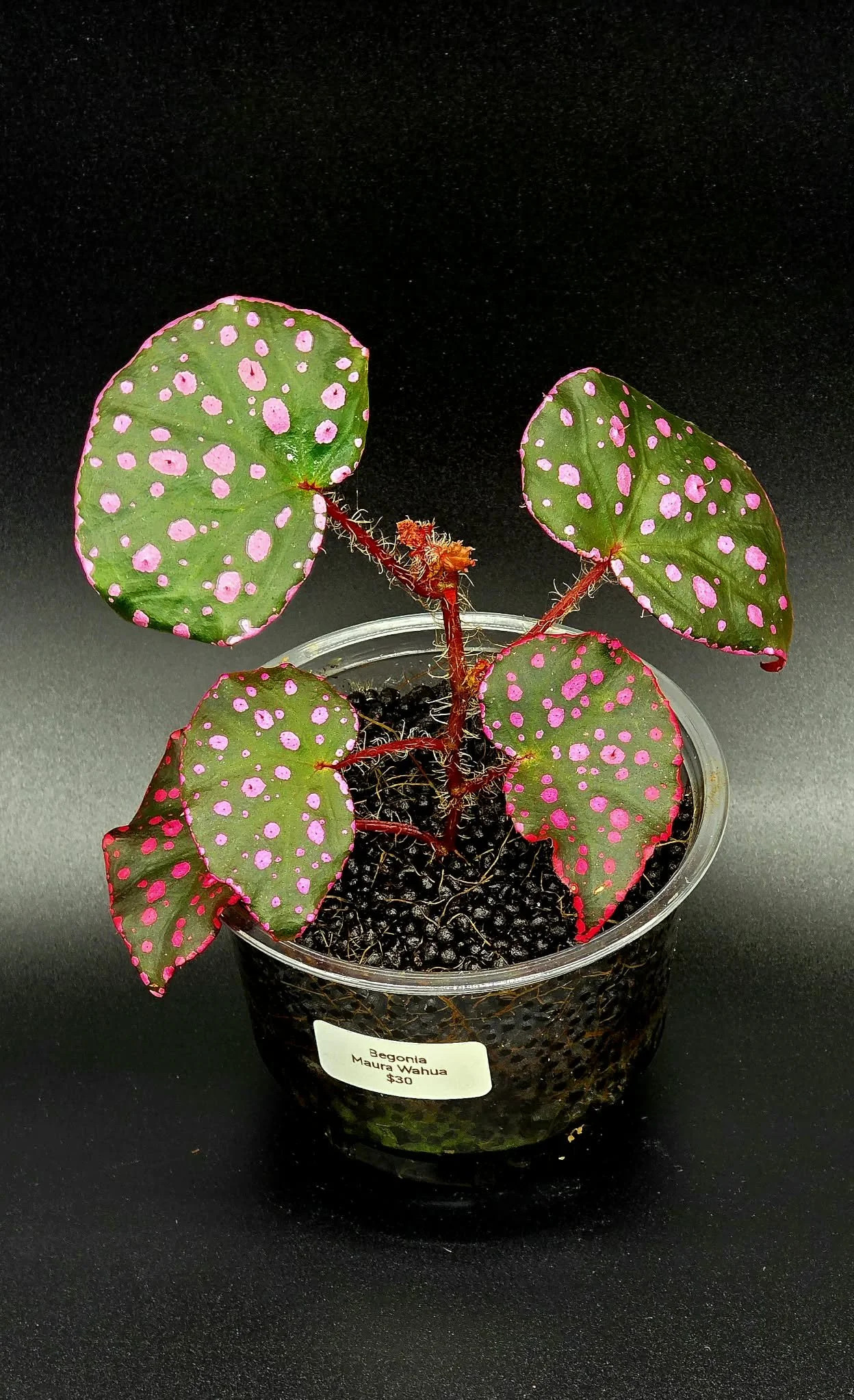 Begonia Maura Wahua A2.jpg