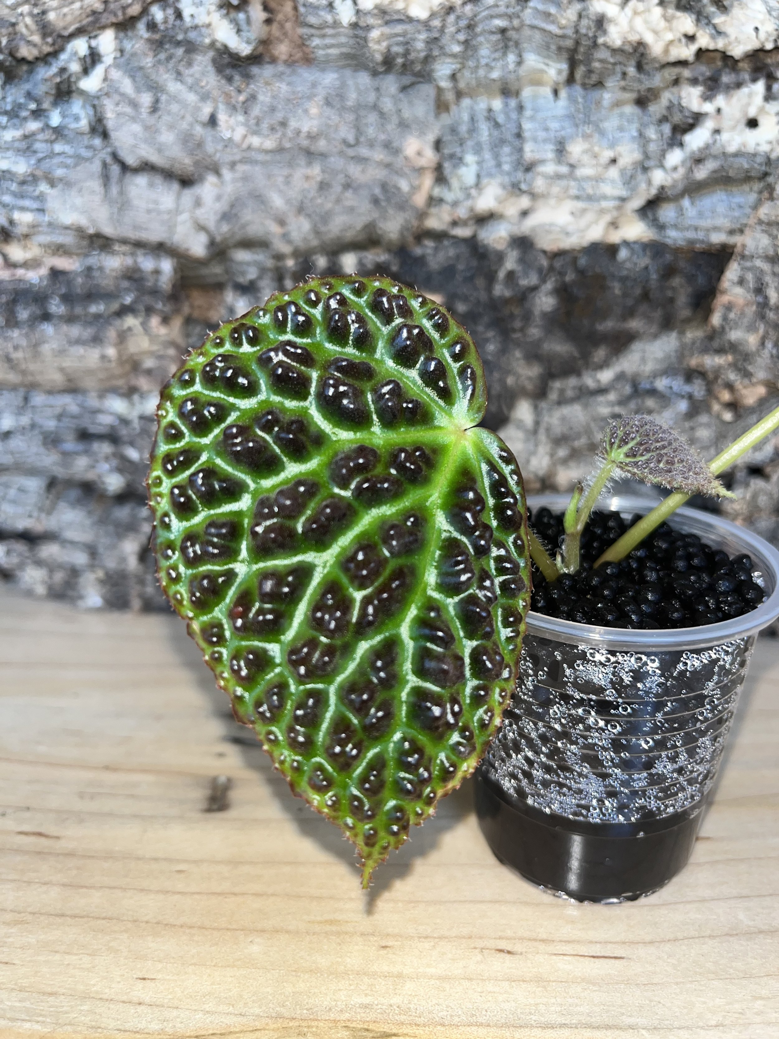 Begonia Dracopelta (Dark Form)