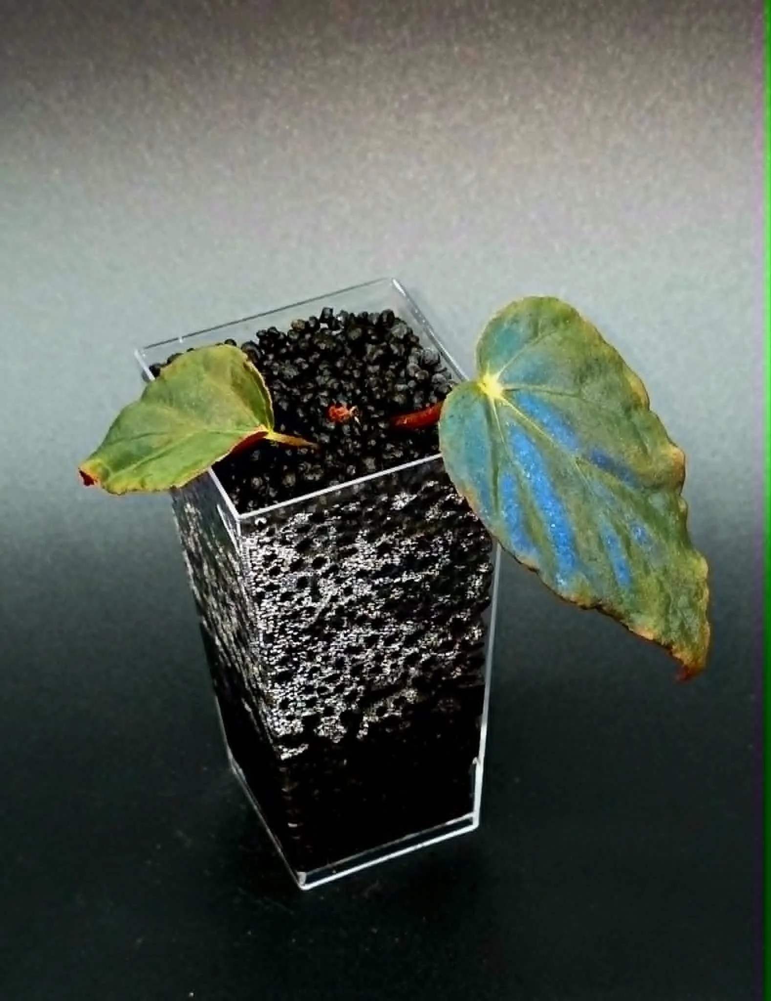 Begonia Pavonina - C