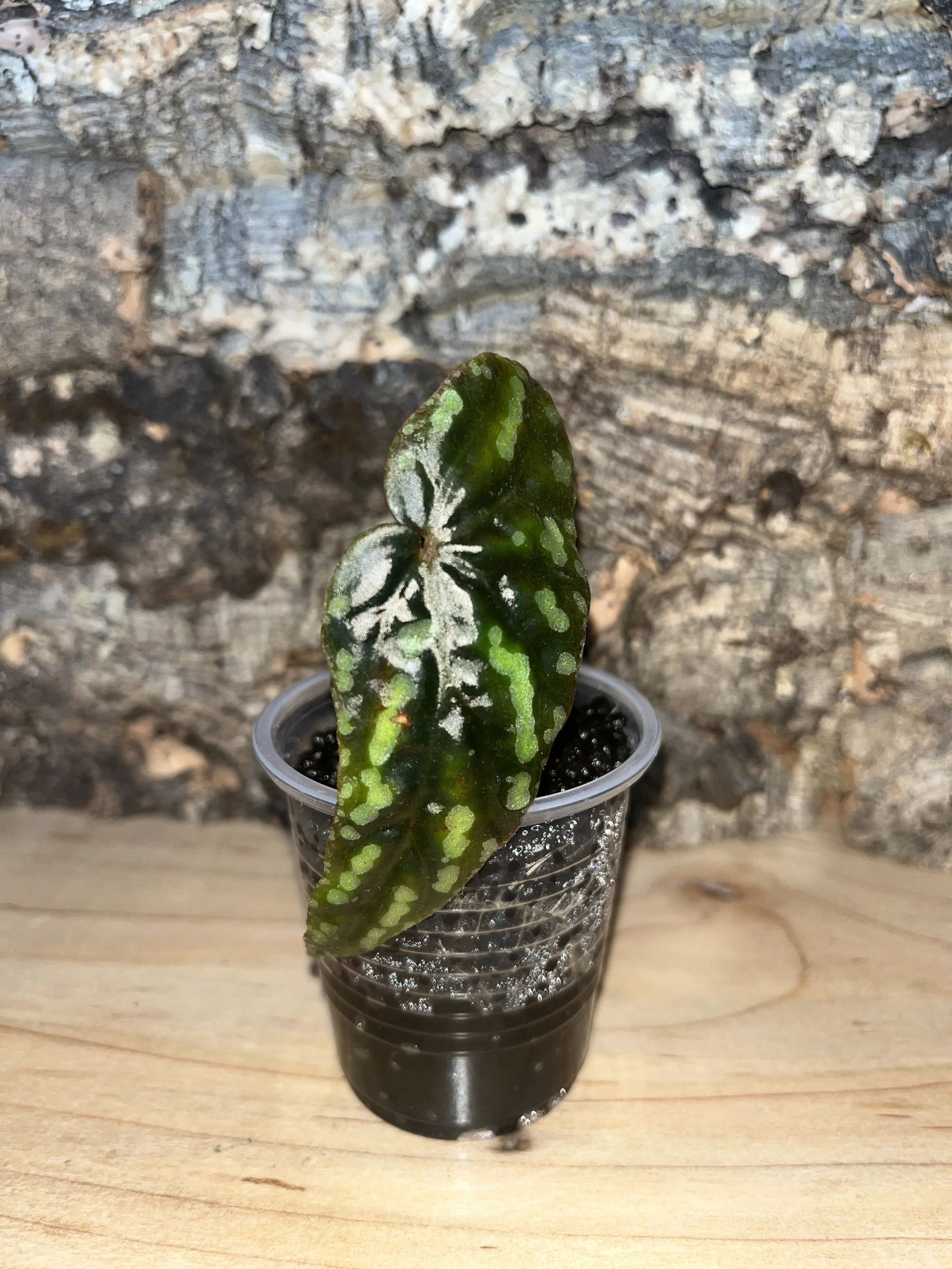Begonia Variabilis.jpeg
