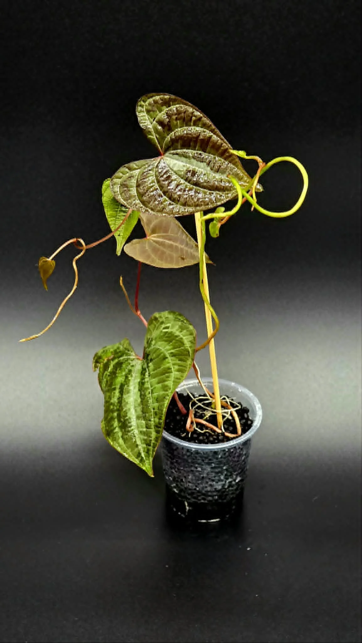 download-2.jpg