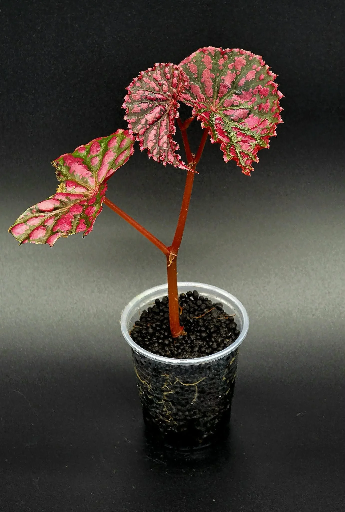 Begonia Negronensis x Chloristica 2.jpg