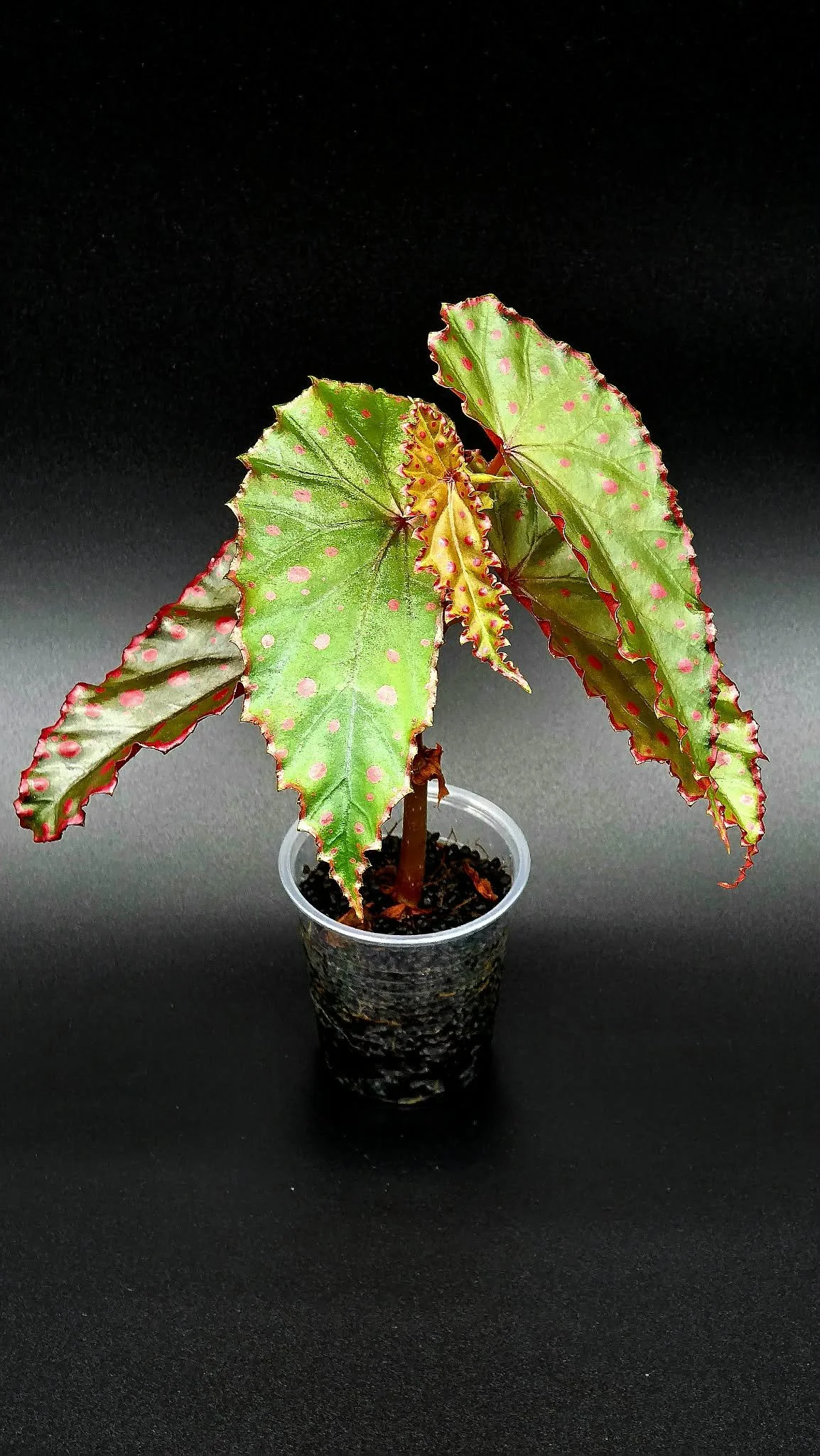 Begonia Darthvaderiana x Amphioxous - B