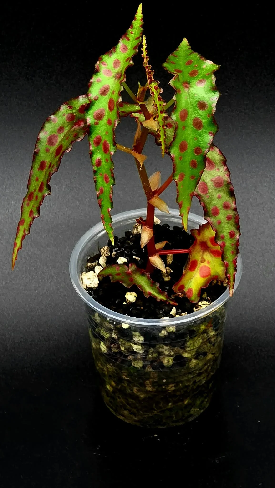 Begonia Amphioxus - C