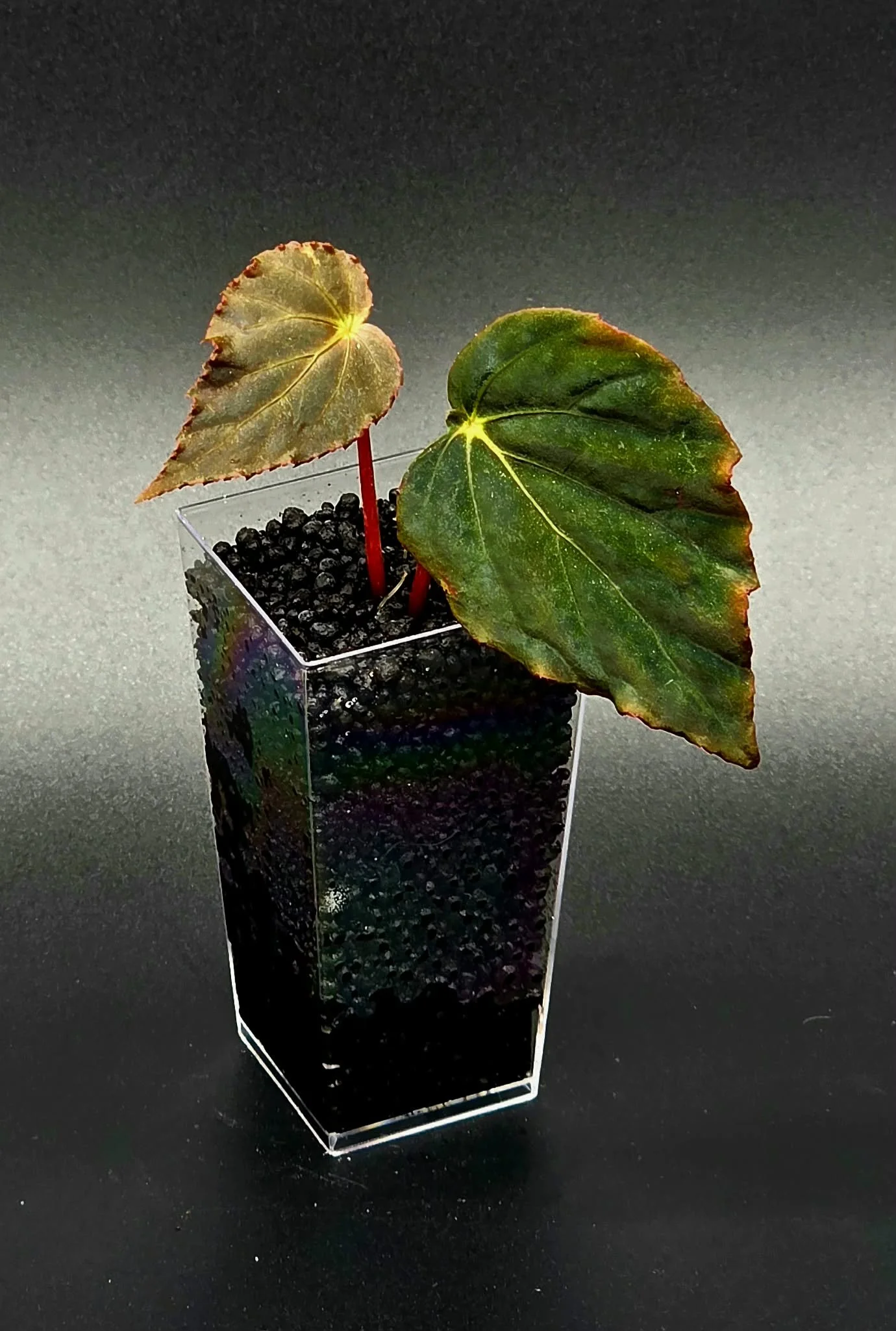 Begonia Pavonina E.jpg
