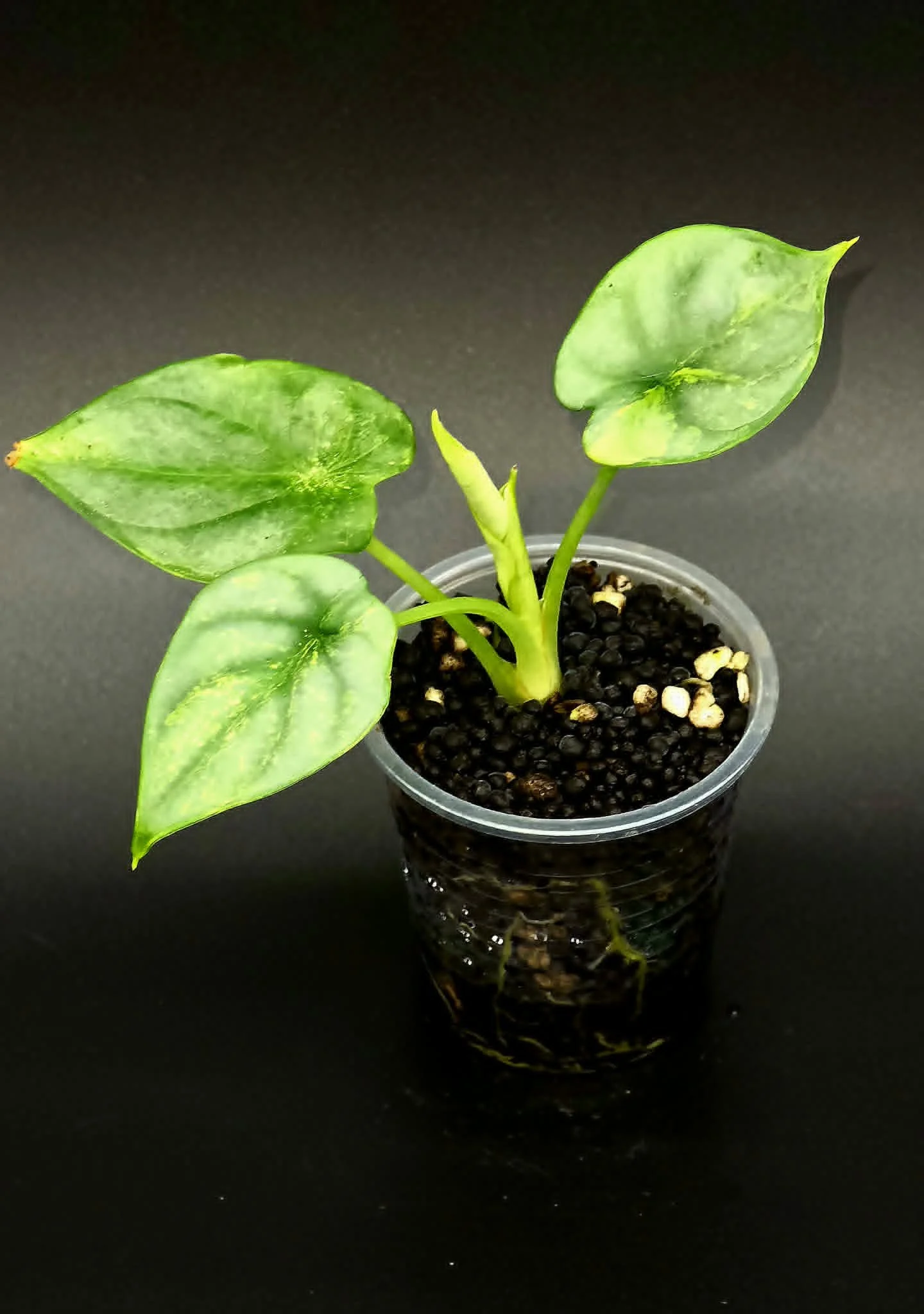 Alocasia Silver Dragon Variegated 1.jpg