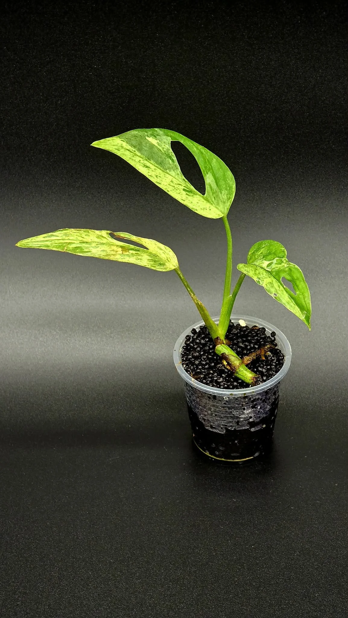 Monstera Indonesian Marble A2.jpg