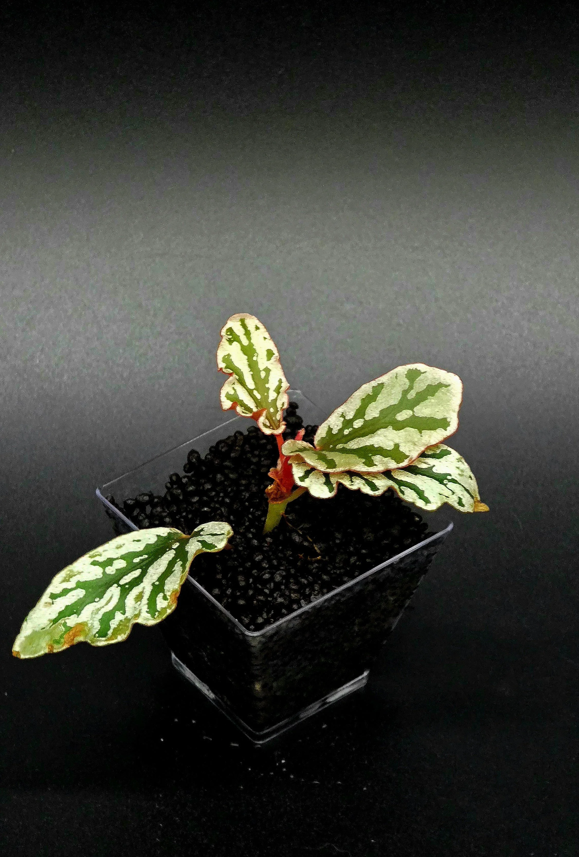 Begonia Spotlight Dark