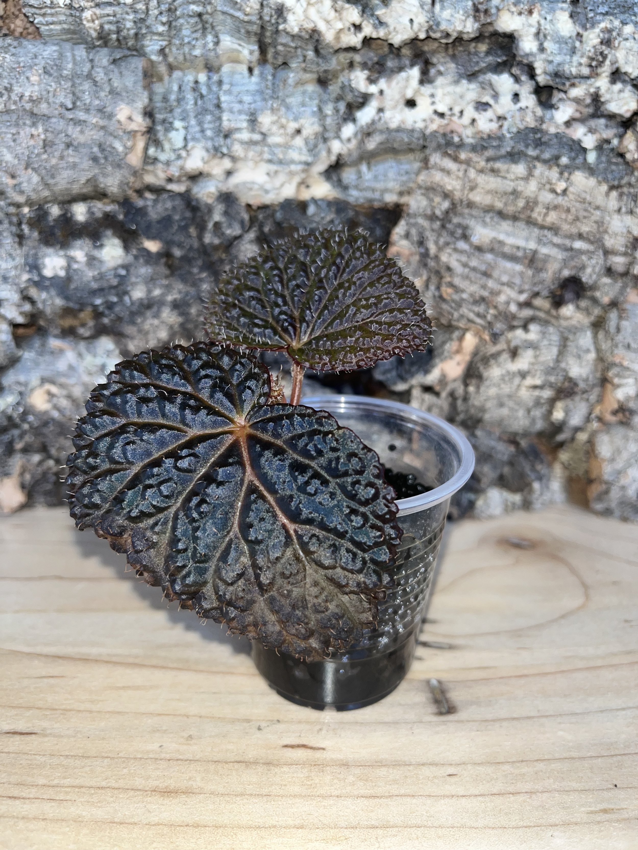 Begonia Black Mountain