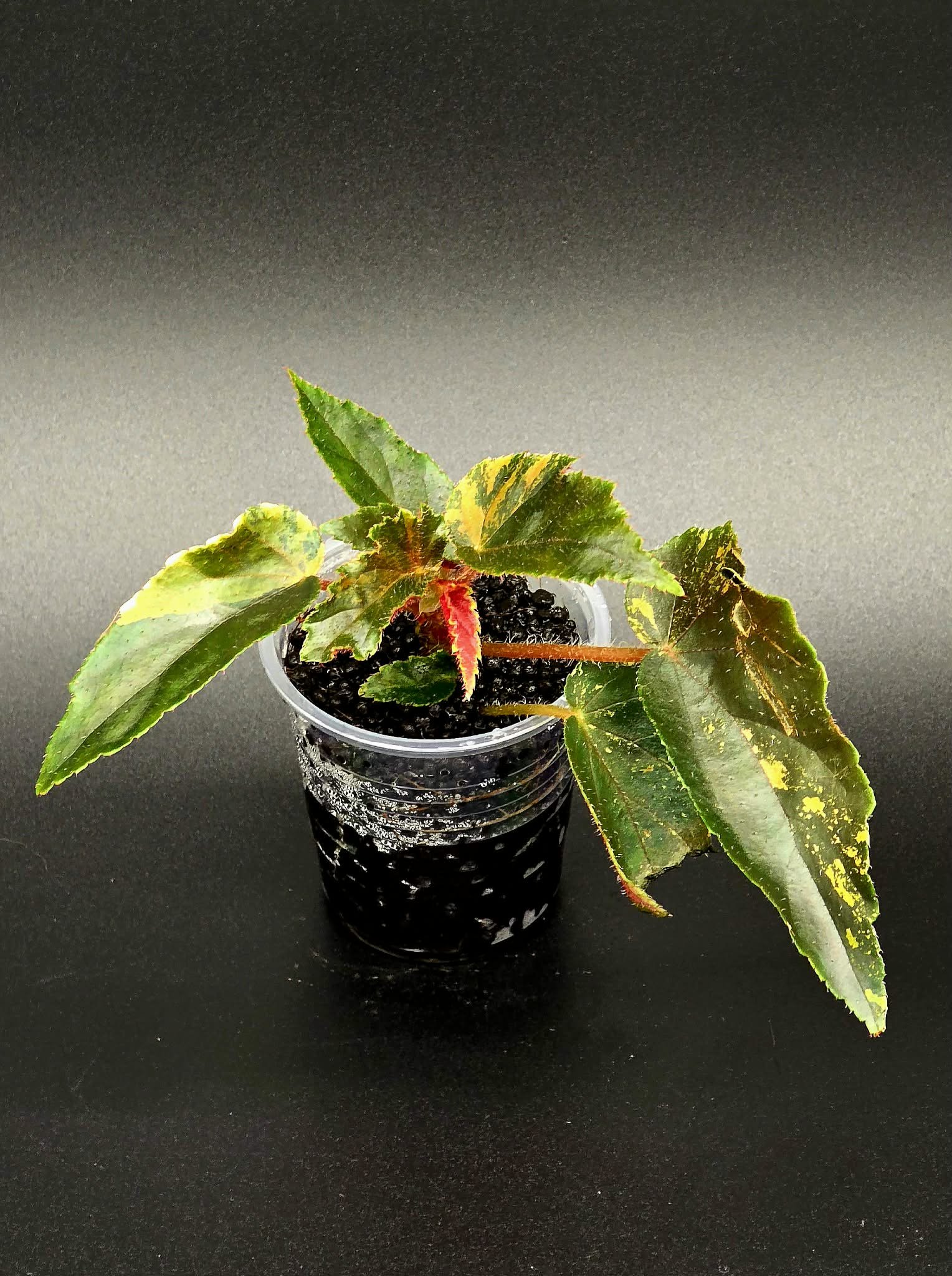 Begonia Ginny Galaxy - B