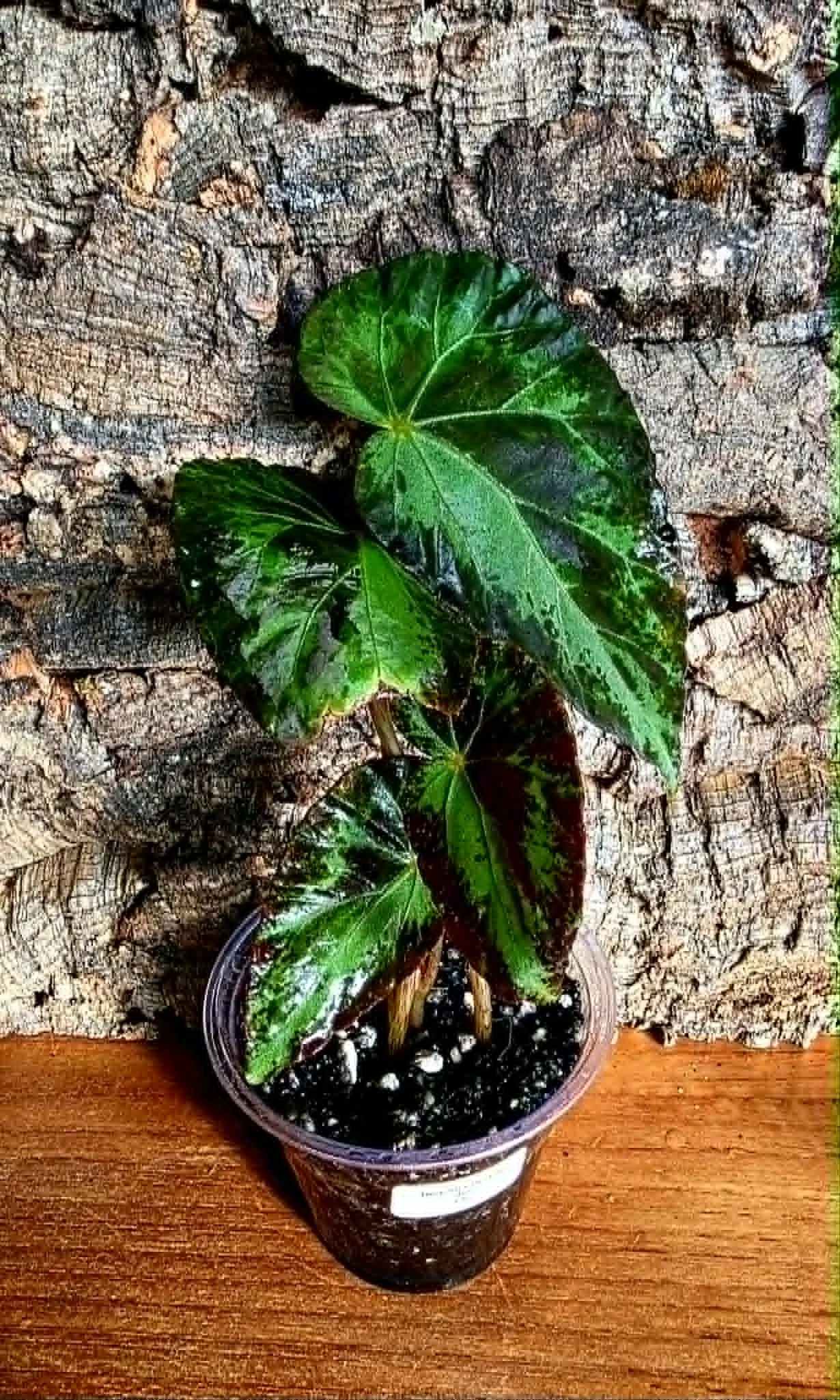 Begonia burkilii Silver2.jpg