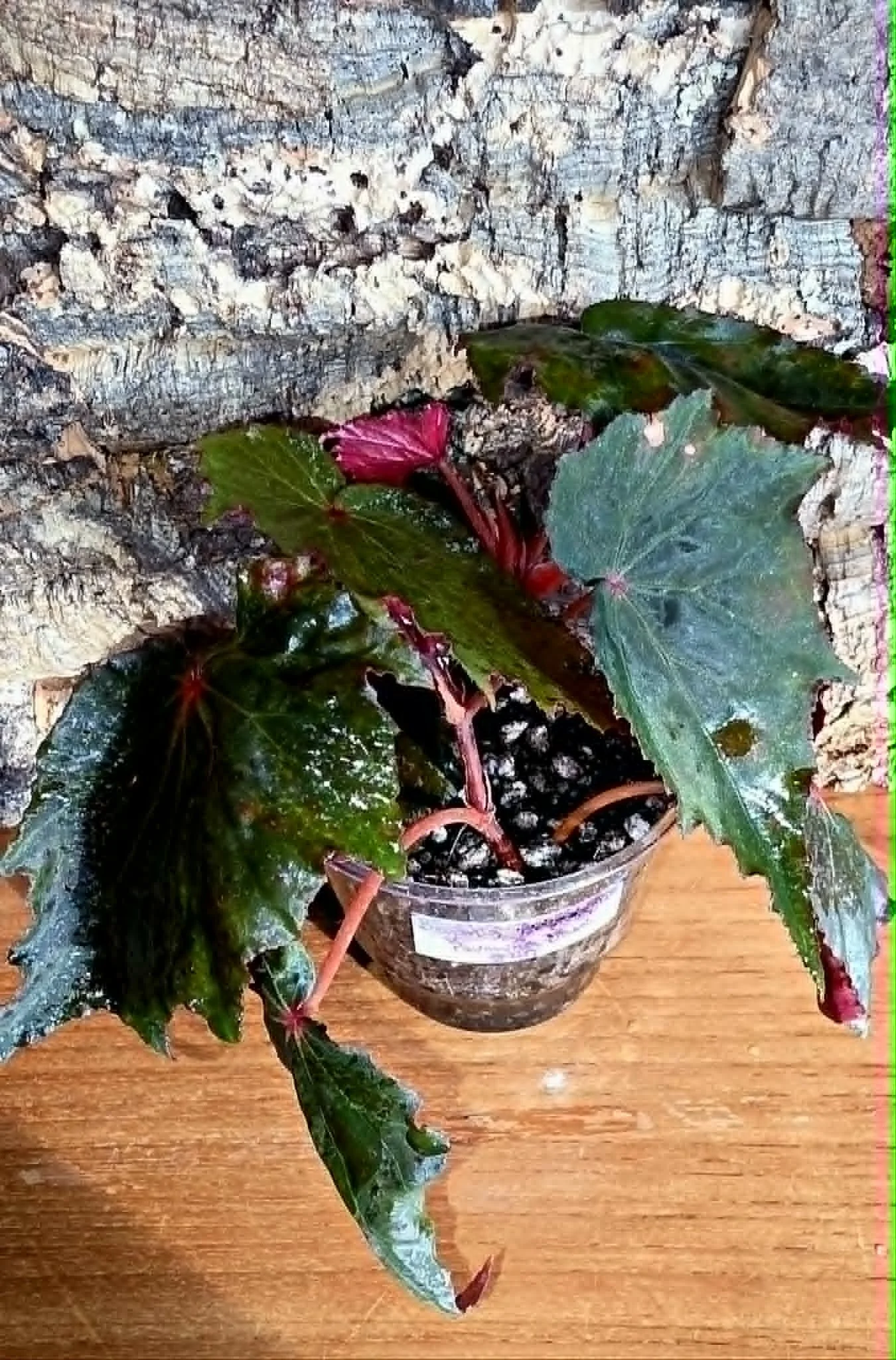 Begonia Pavonina x Amphioxus Dark Form1.jpg