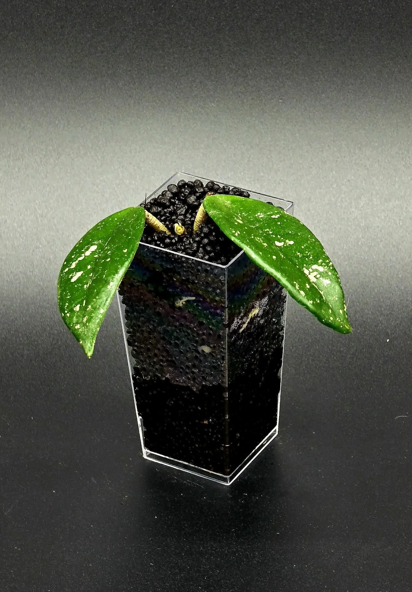 Hoya Wilbur Graves China - A