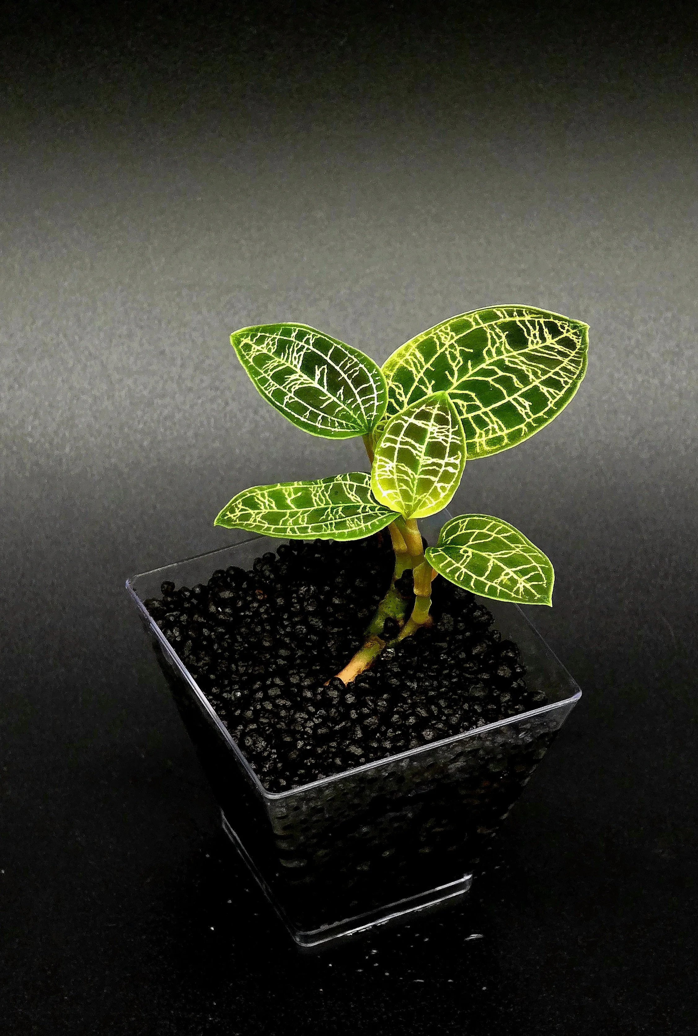 Macodes Petola (Jewel Orchid)