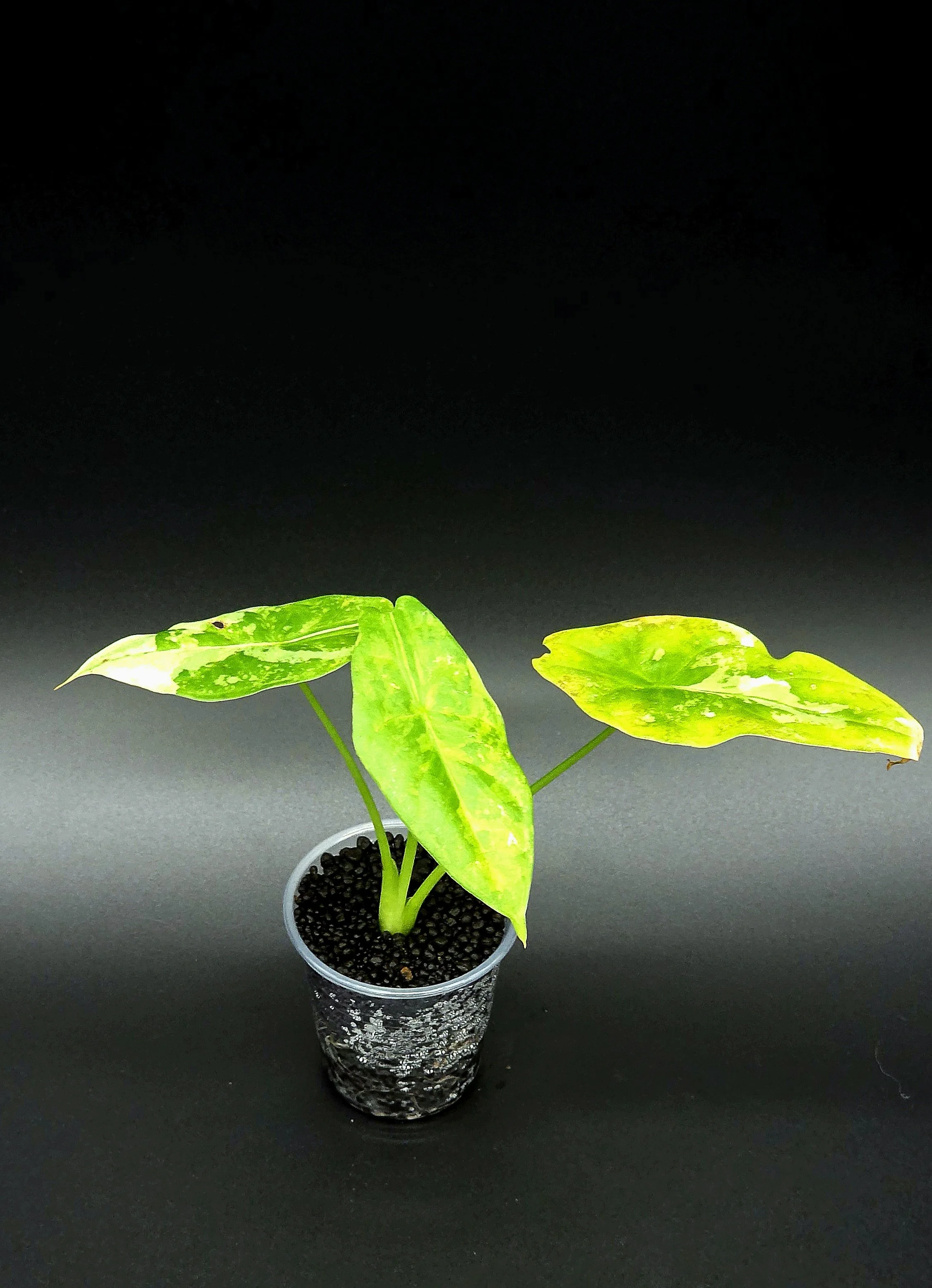 Alocasia Acuminata Albo