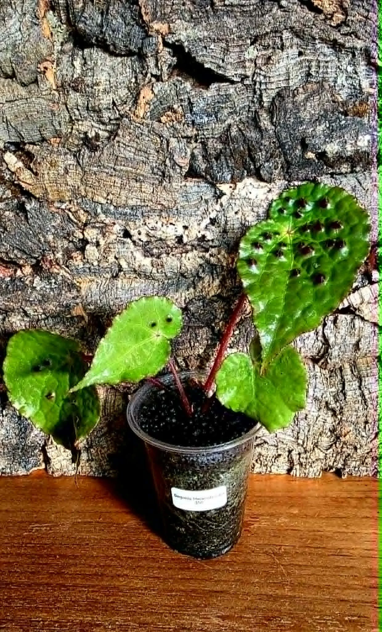 Begonia Melanobullata2.jpg