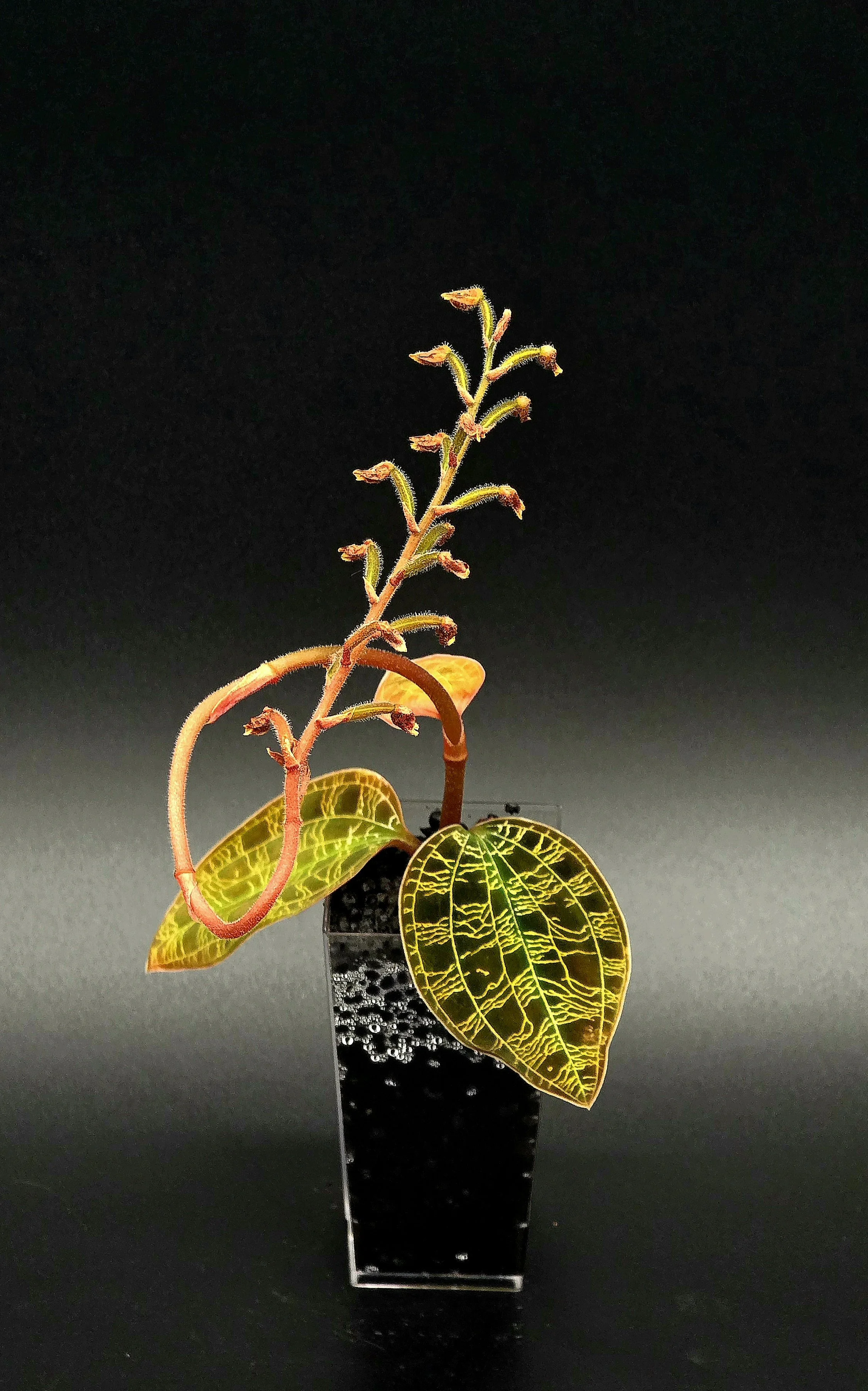 Macodes Petola Var. Kalimantan