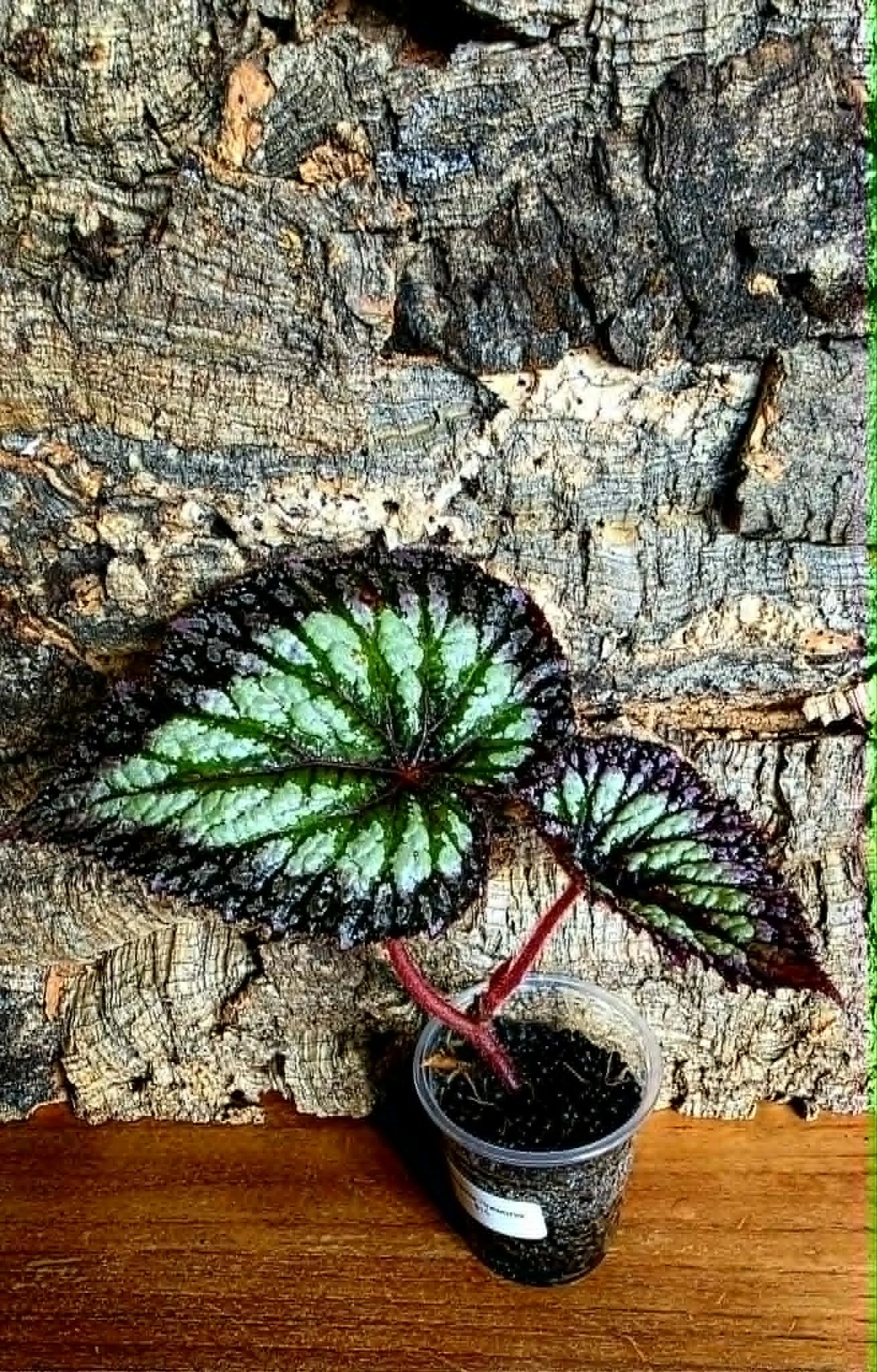 Begonia Fireworks