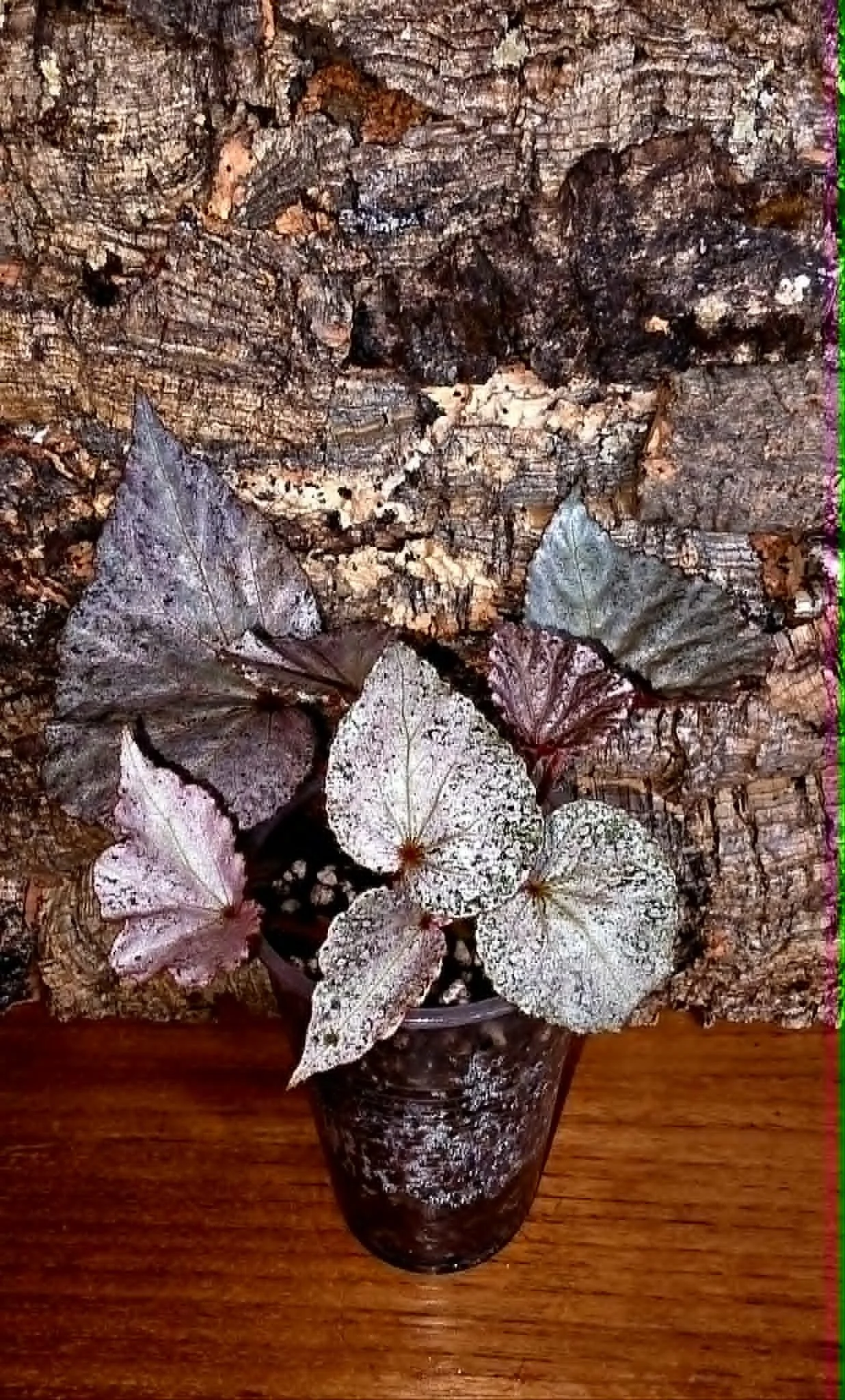 Begonia Blink1.jpg