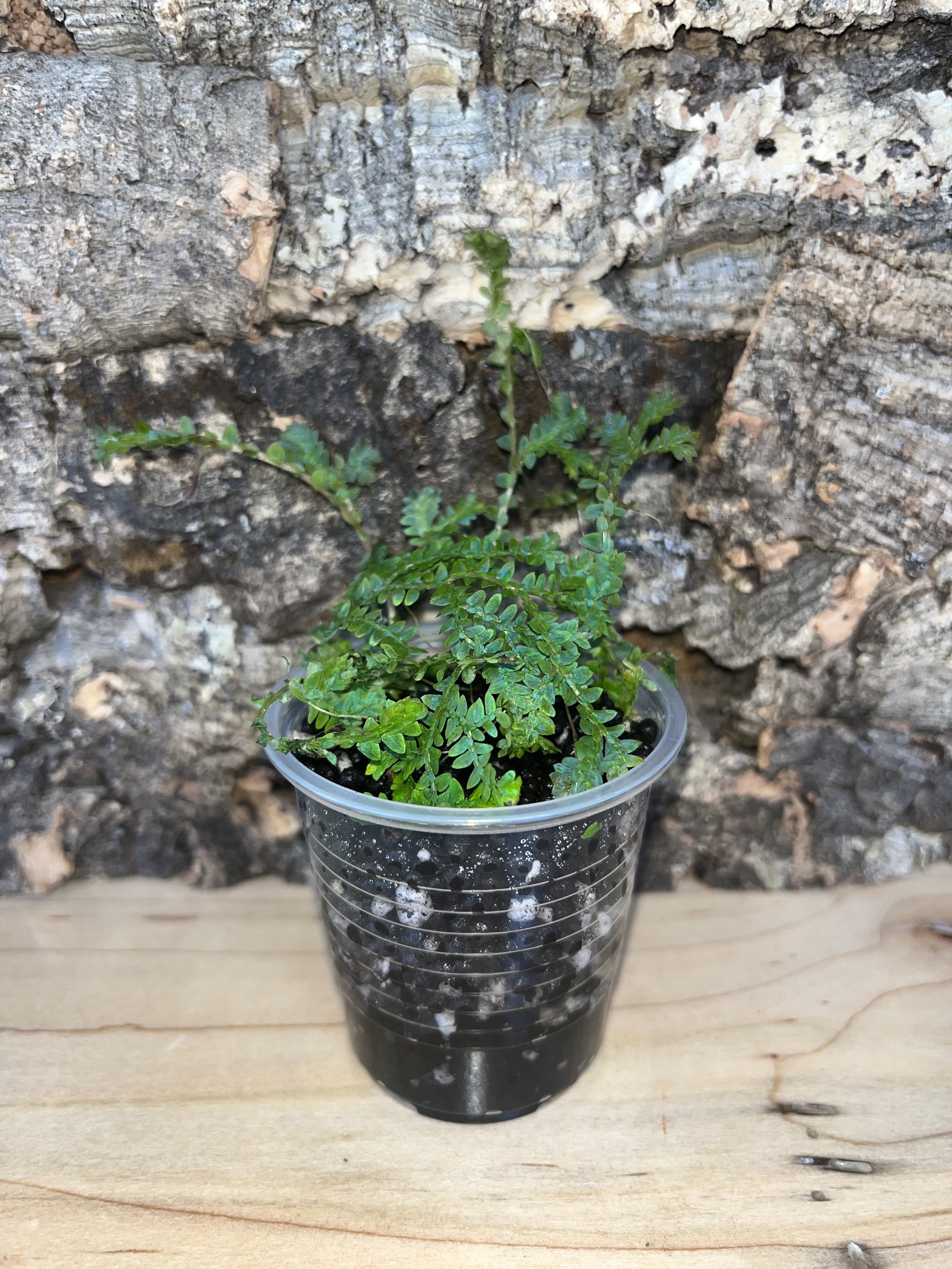 Peacock Club Moss