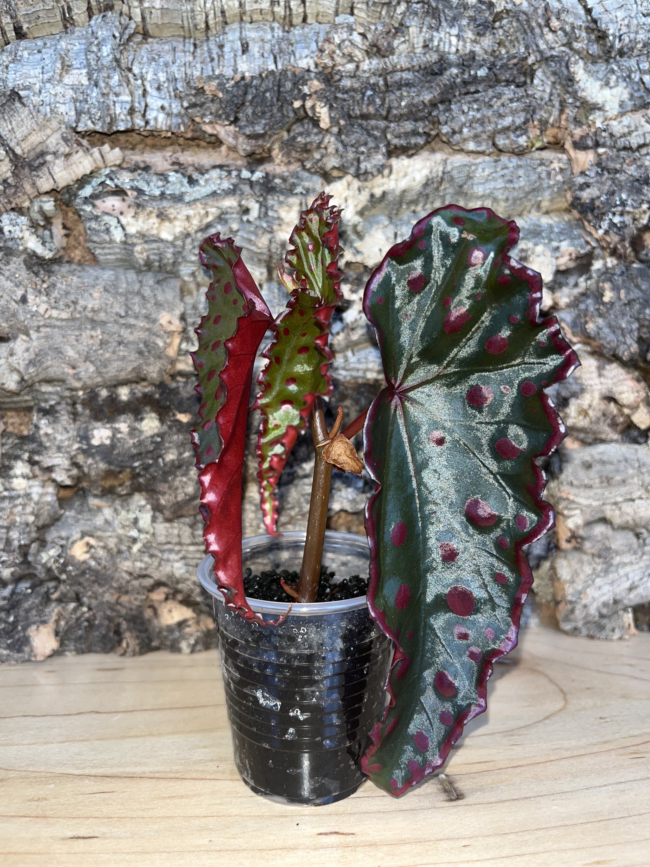 Begonia Darthvaderiana x Amphioxus