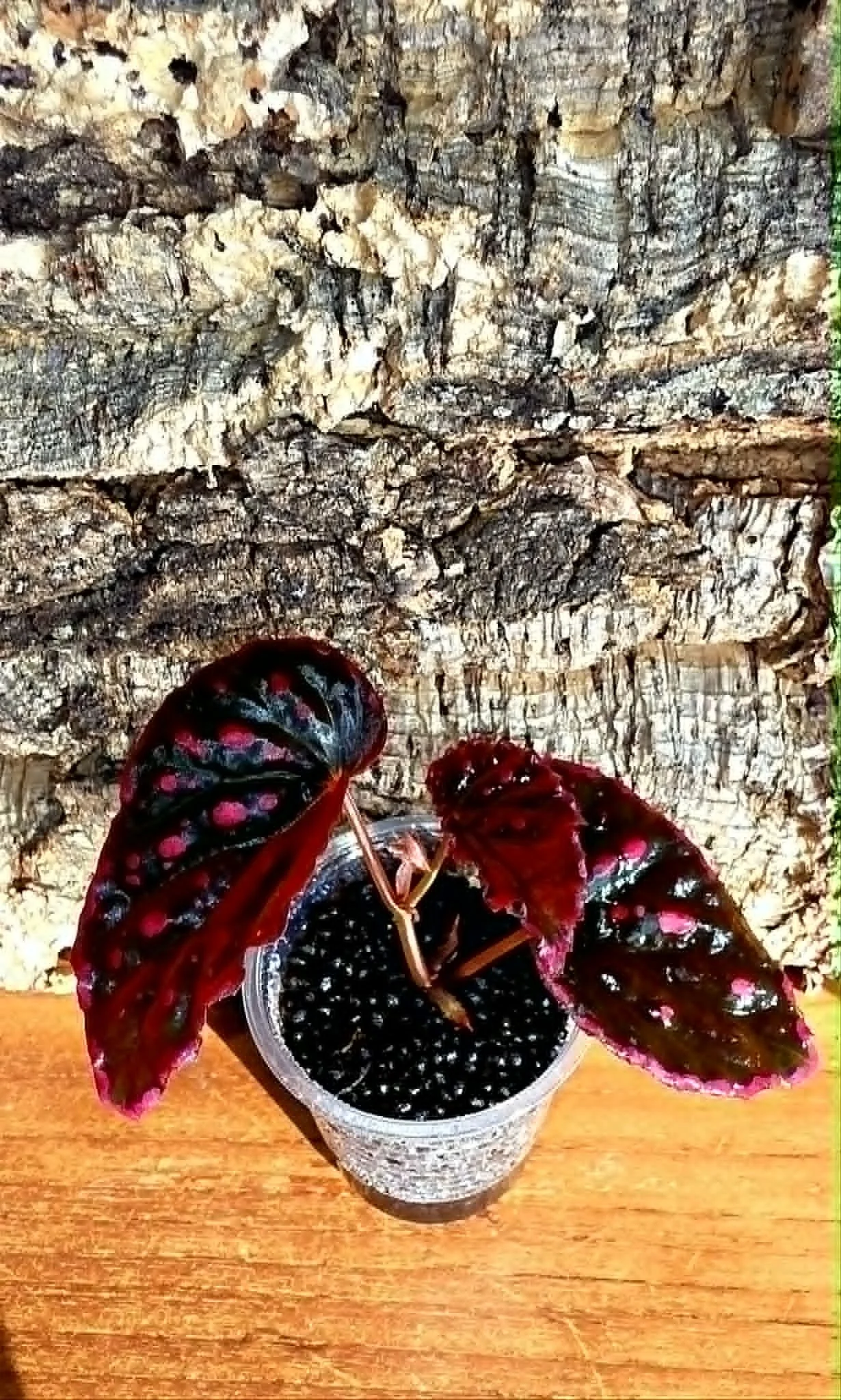 Begonia Darthvaderiana x Negronensis5.jpg