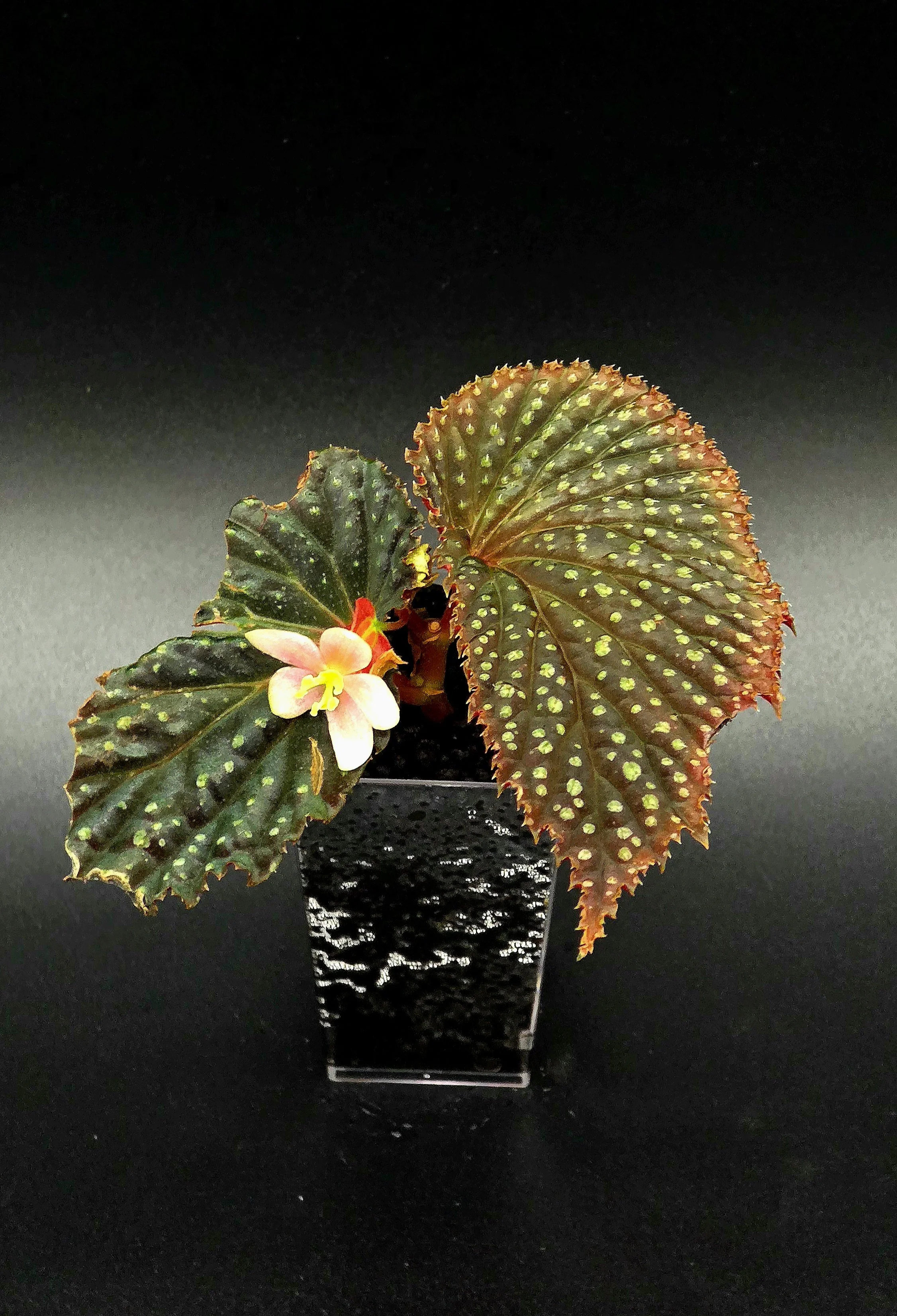 Begonia Mr. Freckles (NOID)