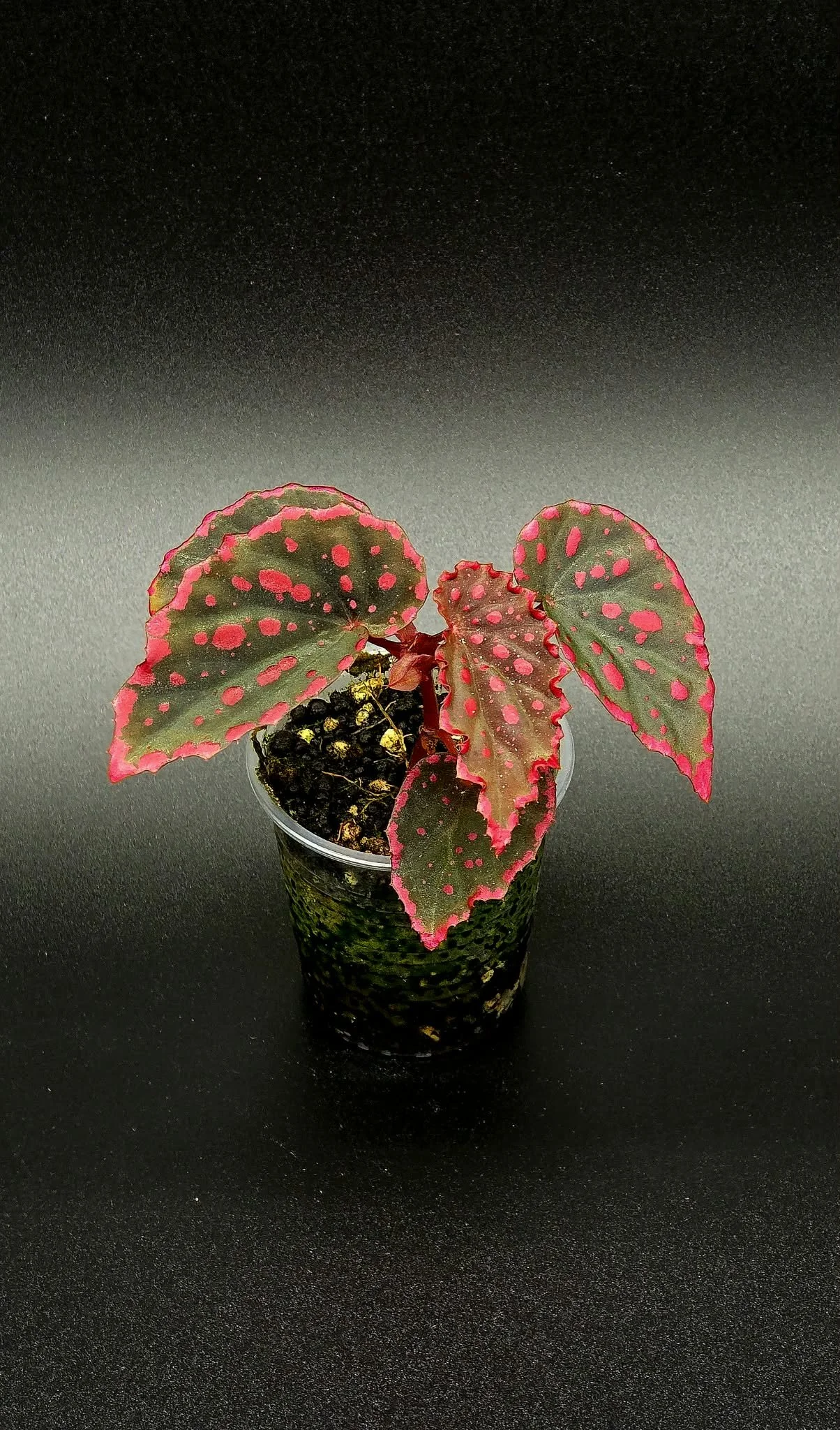 Begonia Darthvaderiana x Negronensis - A