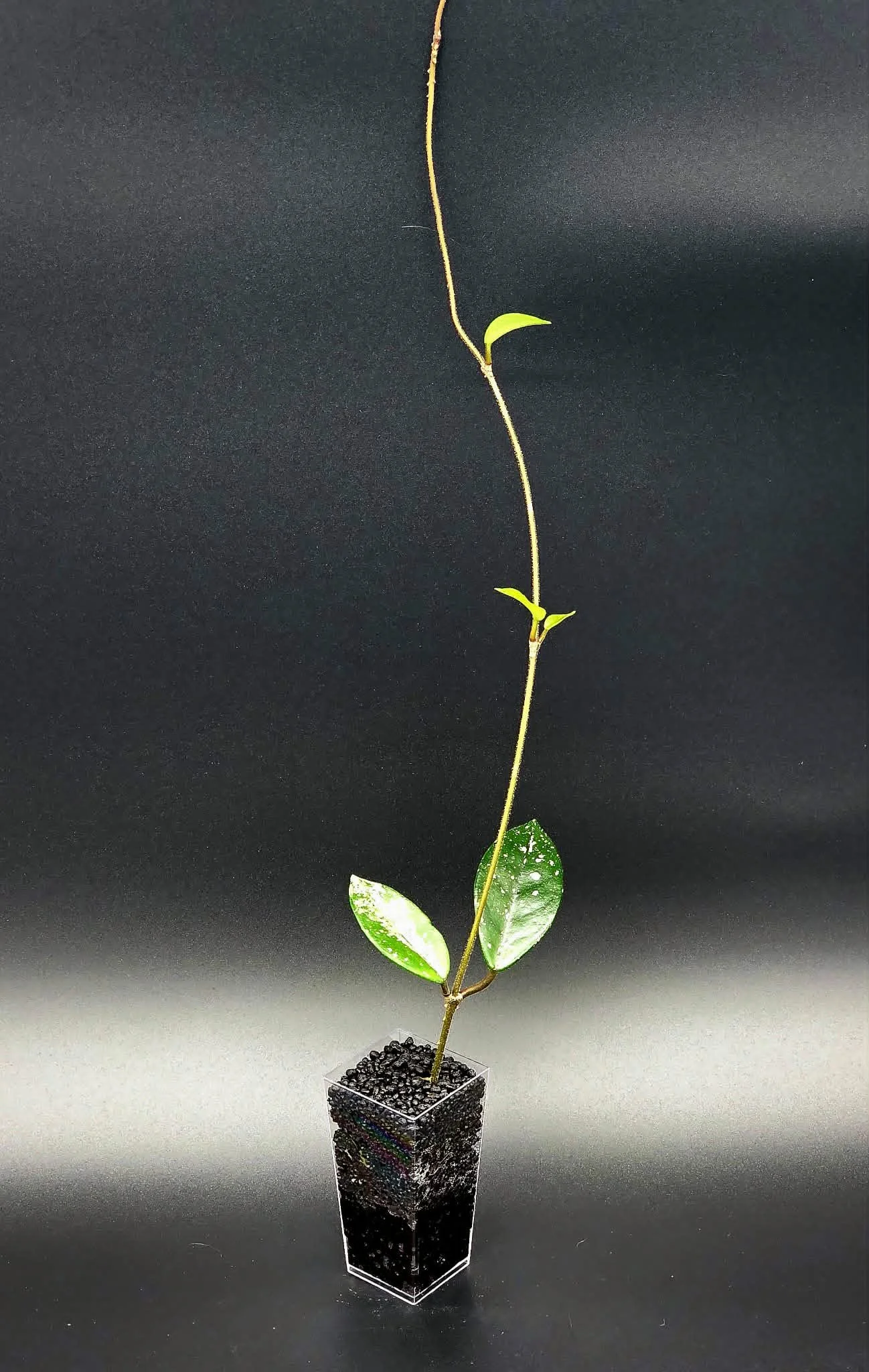 Hoya Wilbur Graves China - G2.jpg