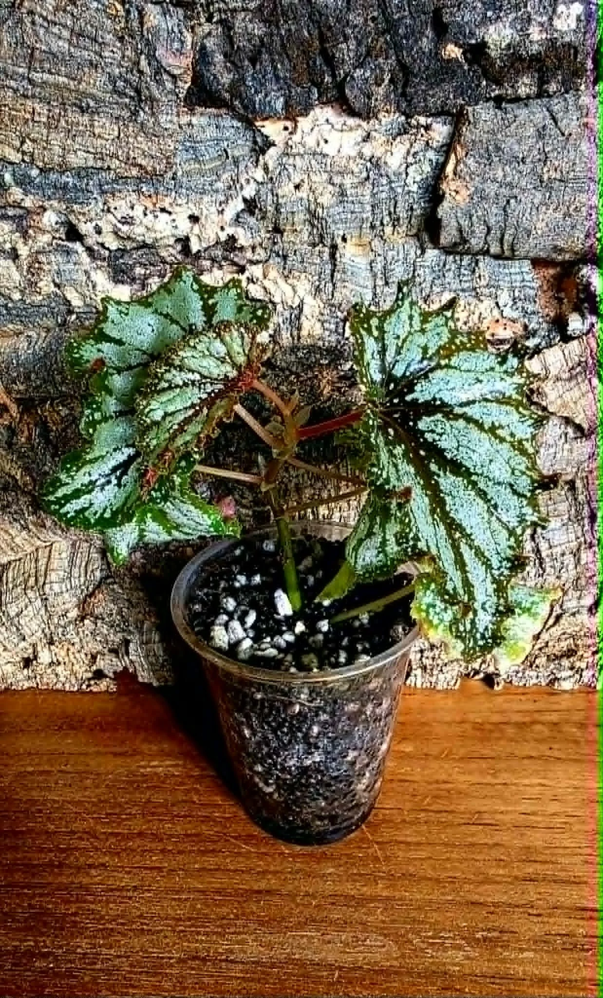 Begonia Thai Galaxy