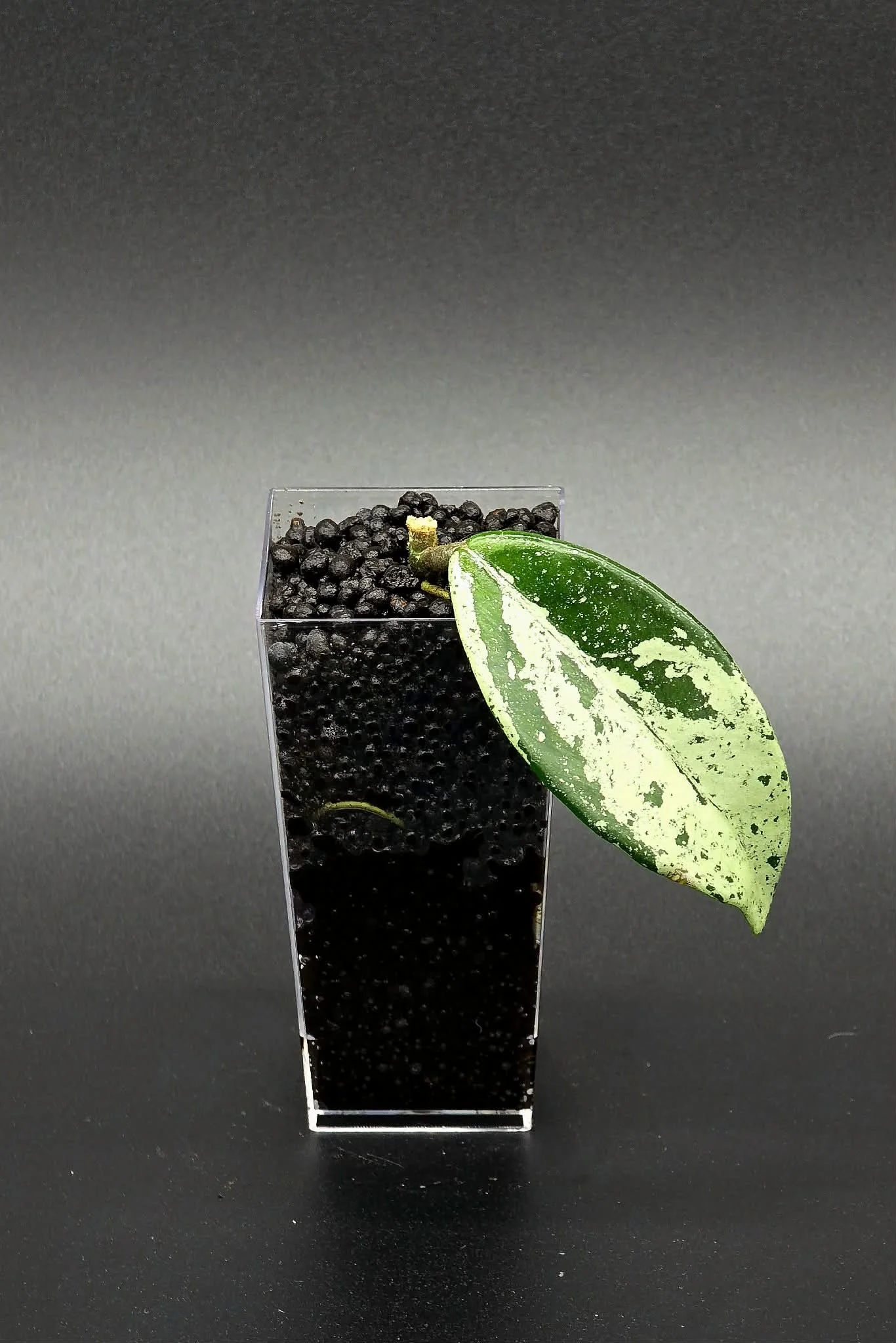 Hoya Wilbur Graves China - B