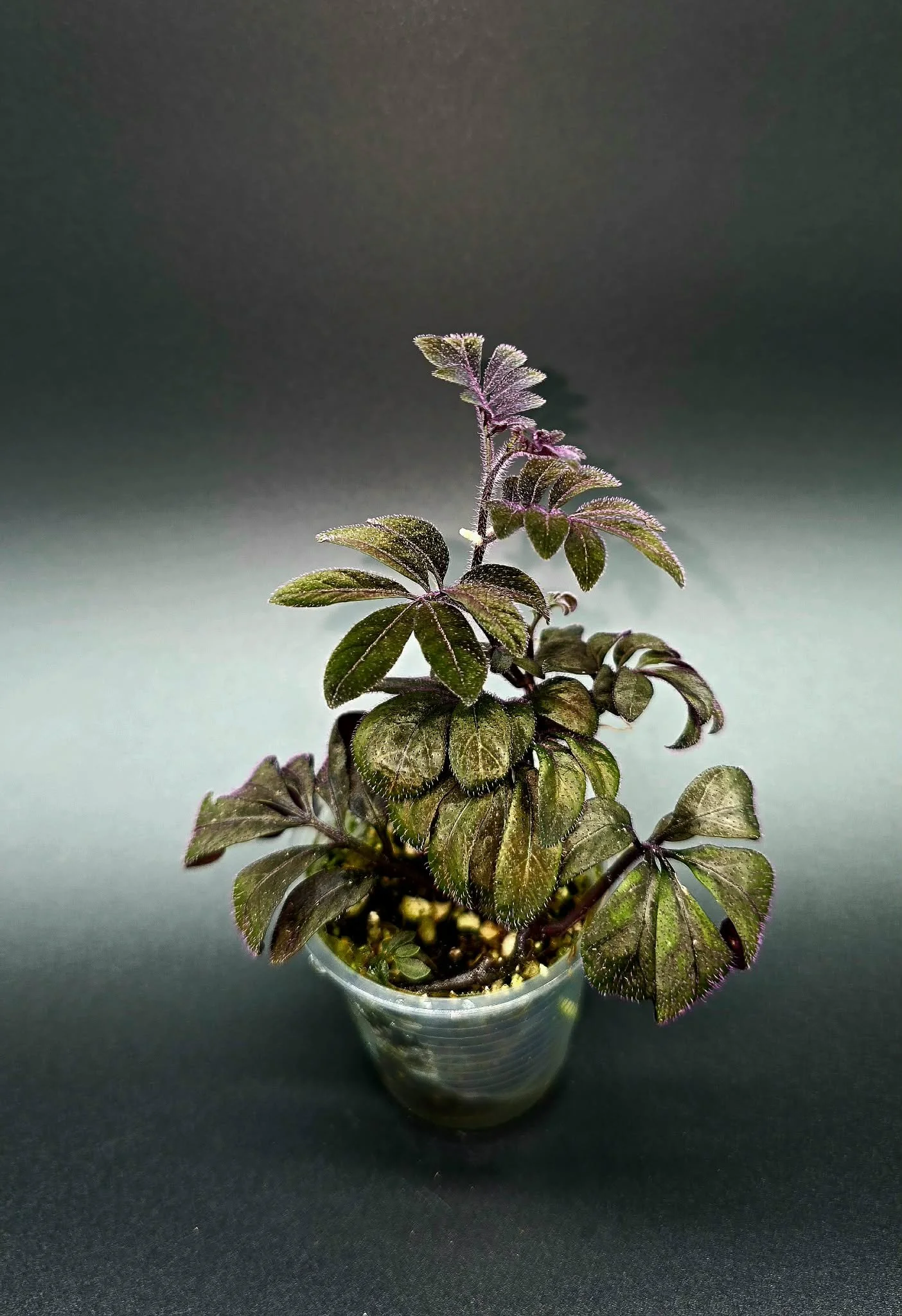 Solanum Uleanum - C1.jpg