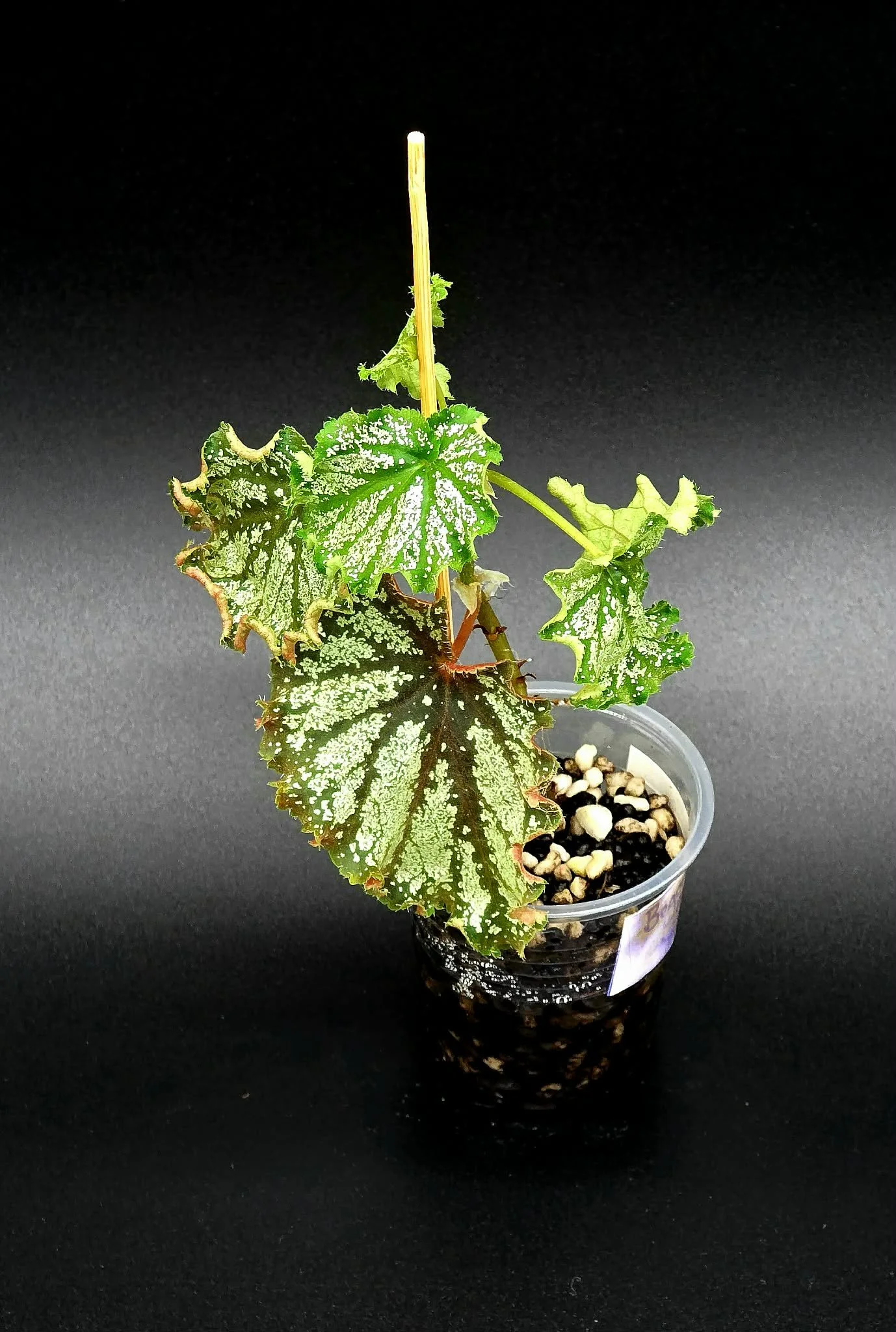 Begonia Thai Galaxy - B