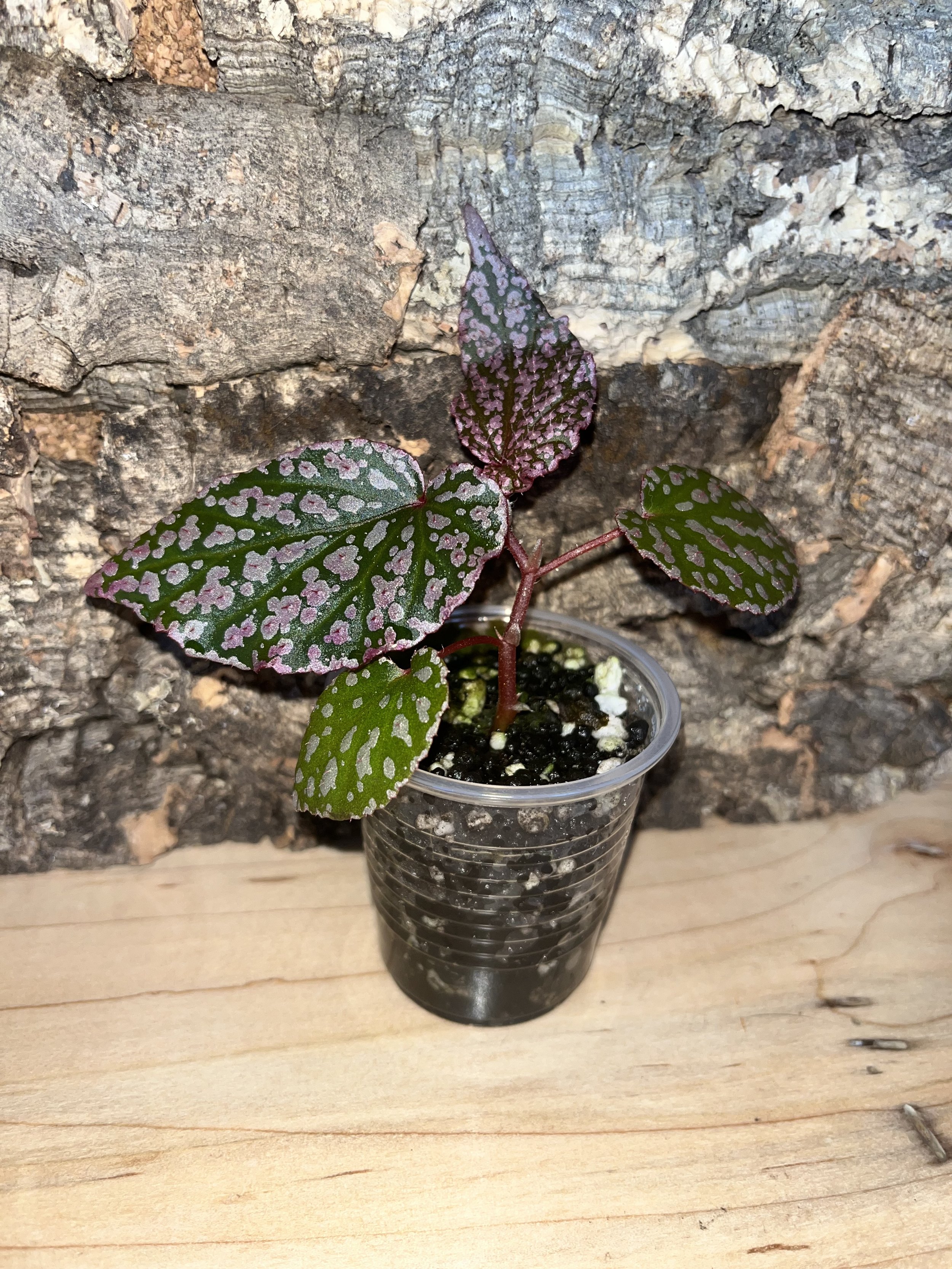 Begonia Benigo Pink